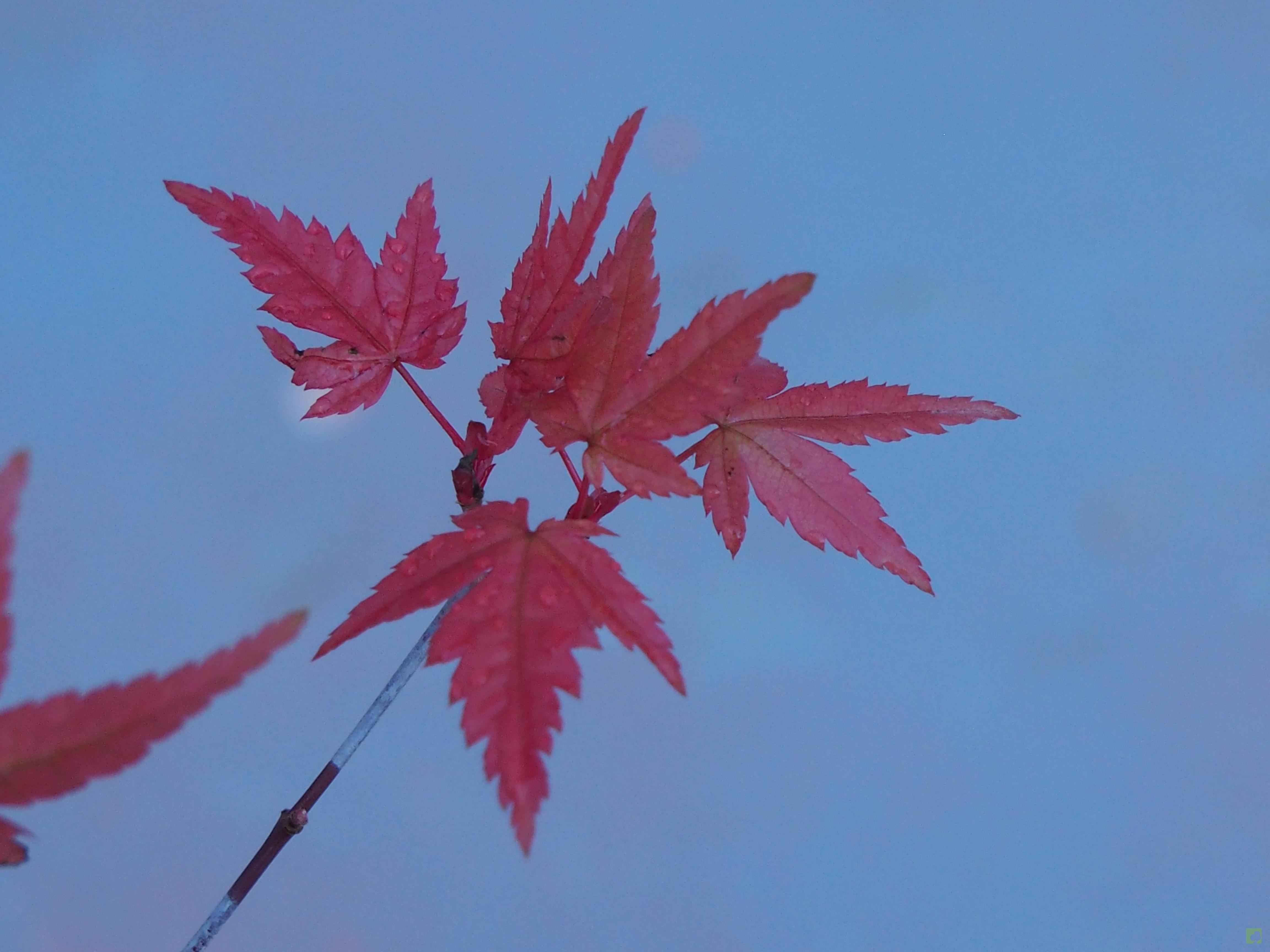 PREBONSAI ACER DESHOJO PREBONSAI ACER DESHOJO