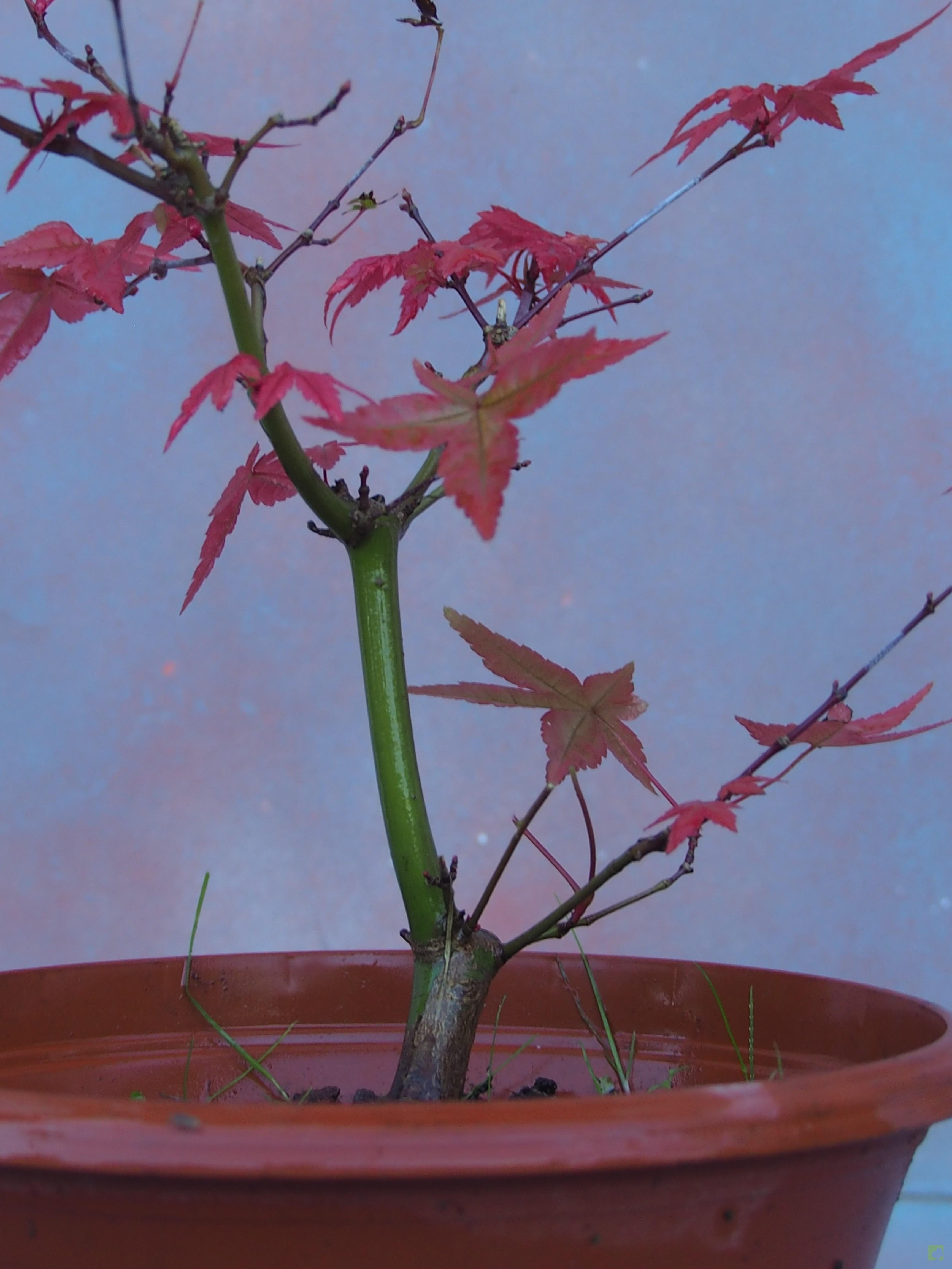 PREBONSAI ACER DESHOJO PREBONSAI ACER DESHOJO