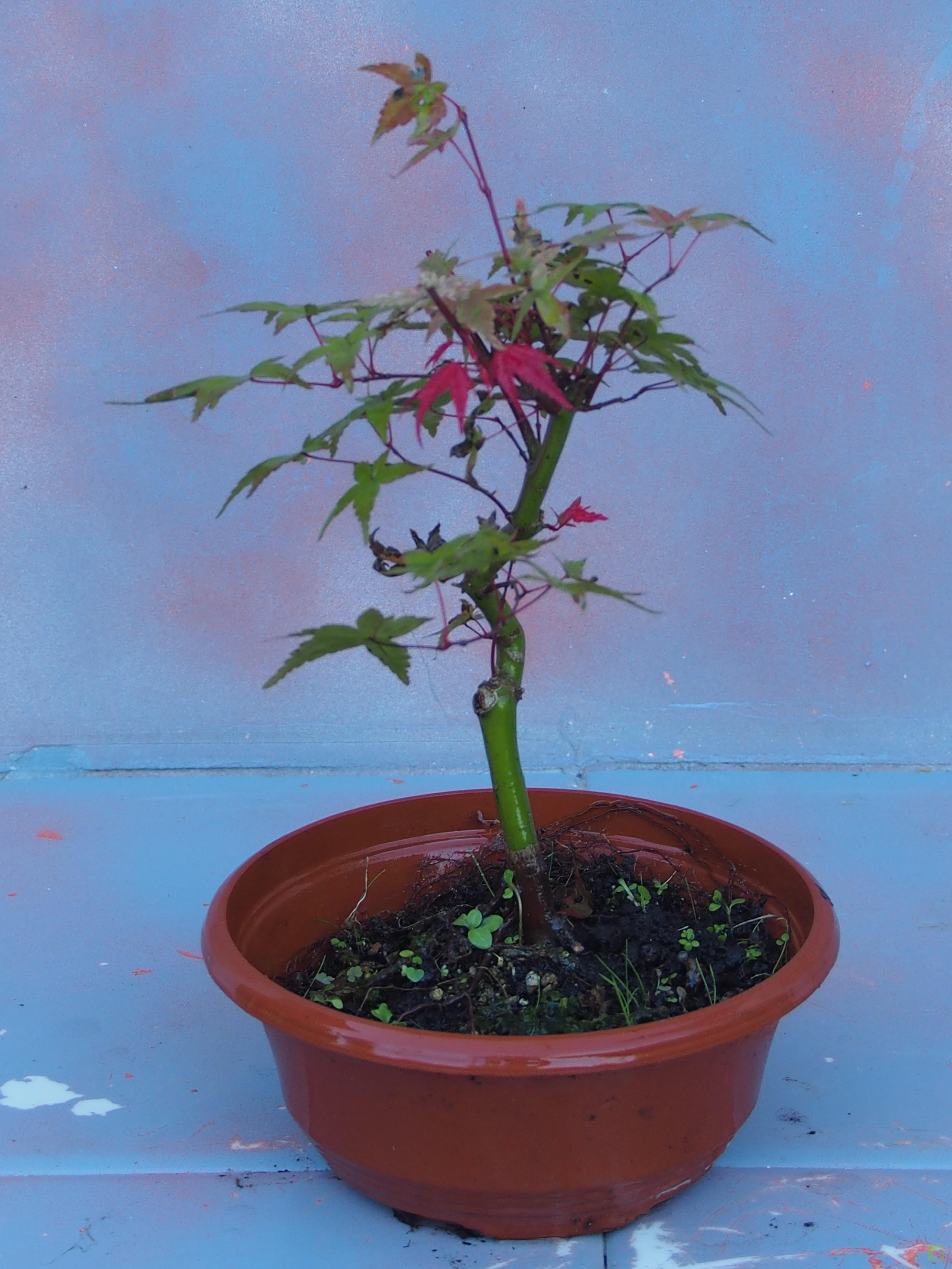 PREBONSAI ACER DESHOJO PREBONSAI ACER DESHOJO