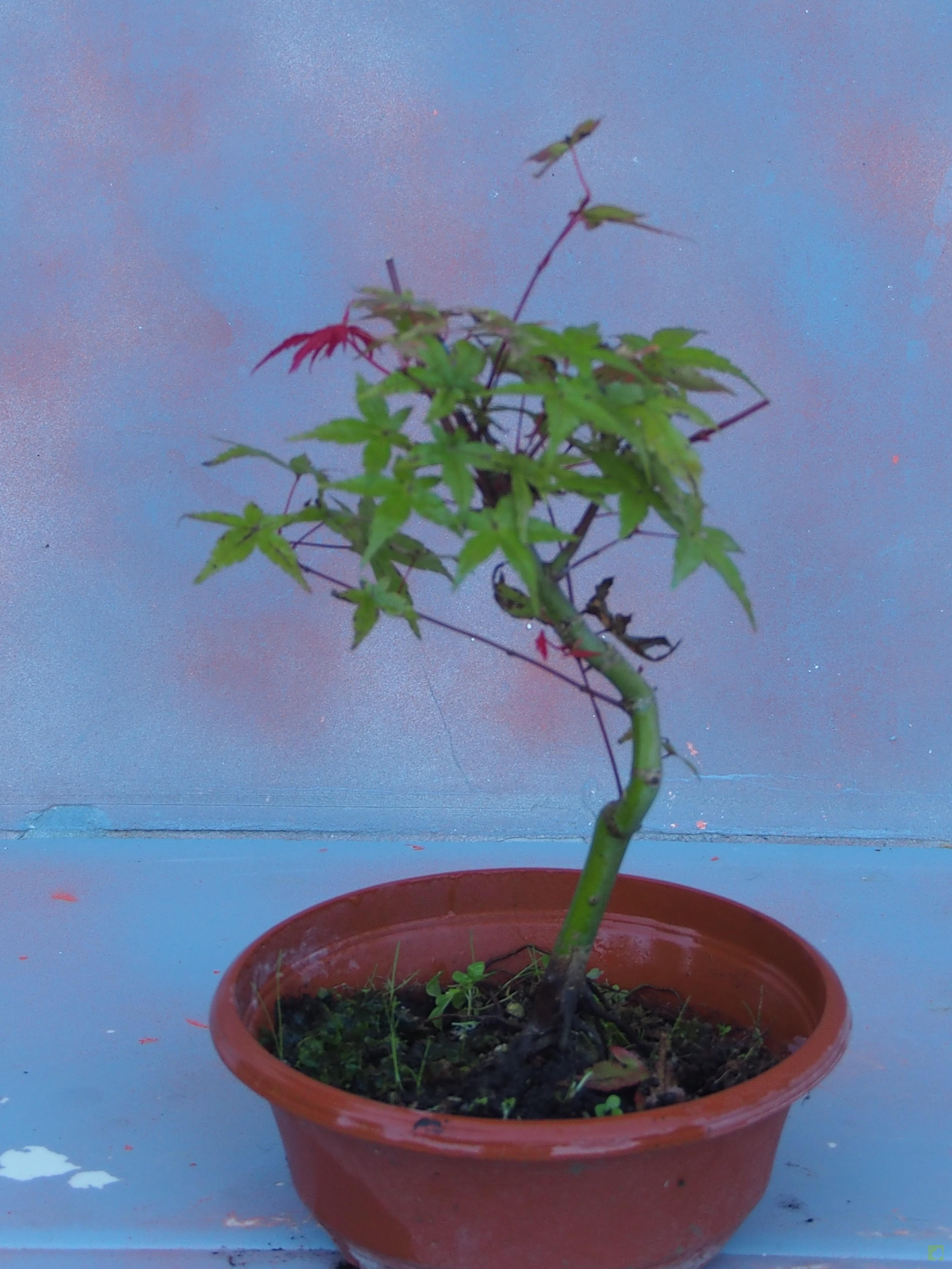 PREBONSAI ACER DESHOJO PREBONSAI ACER DESHOJO