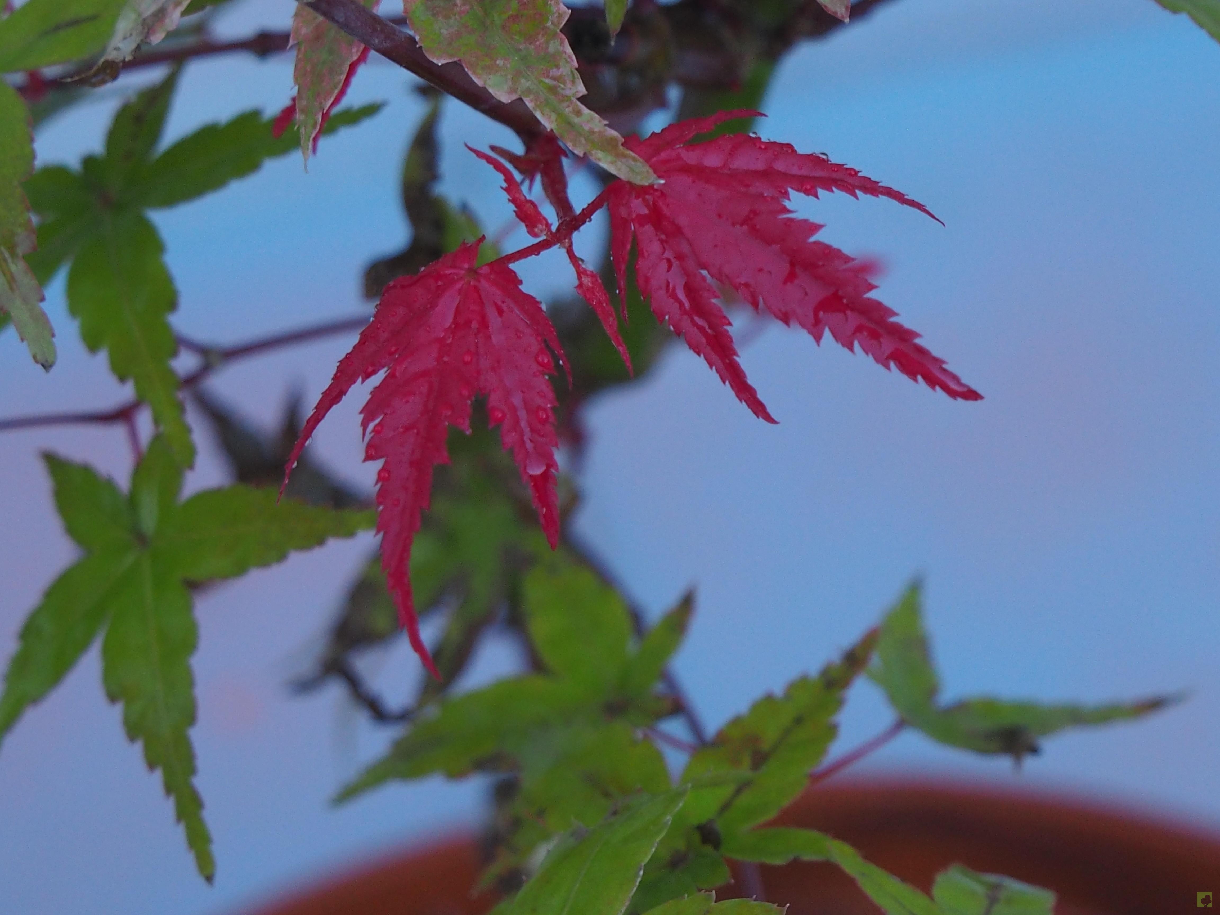 PREBONSAI ACER DESHOJO PREBONSAI ACER DESHOJO