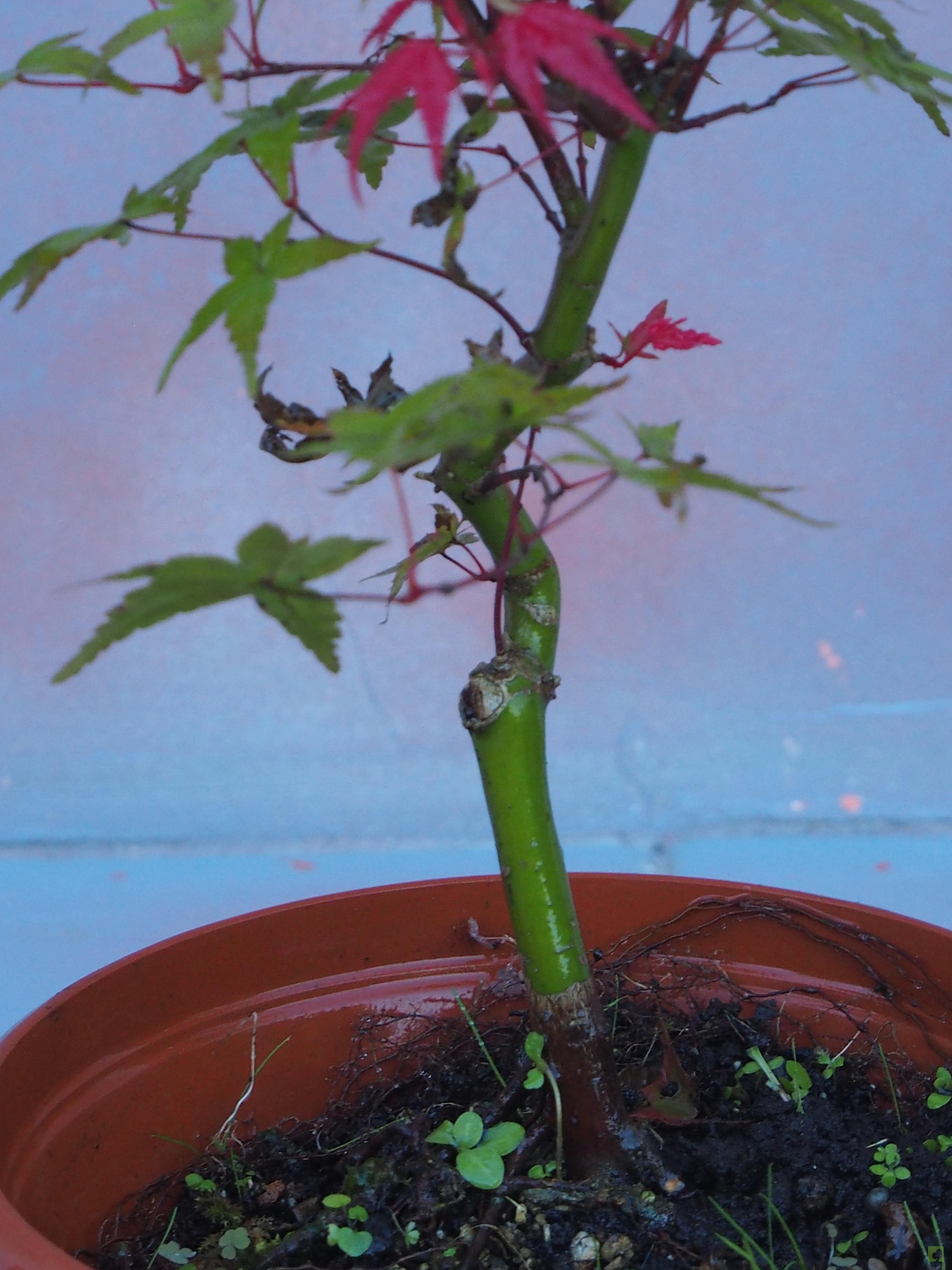 PREBONSAI ACER DESHOJO PREBONSAI ACER DESHOJO