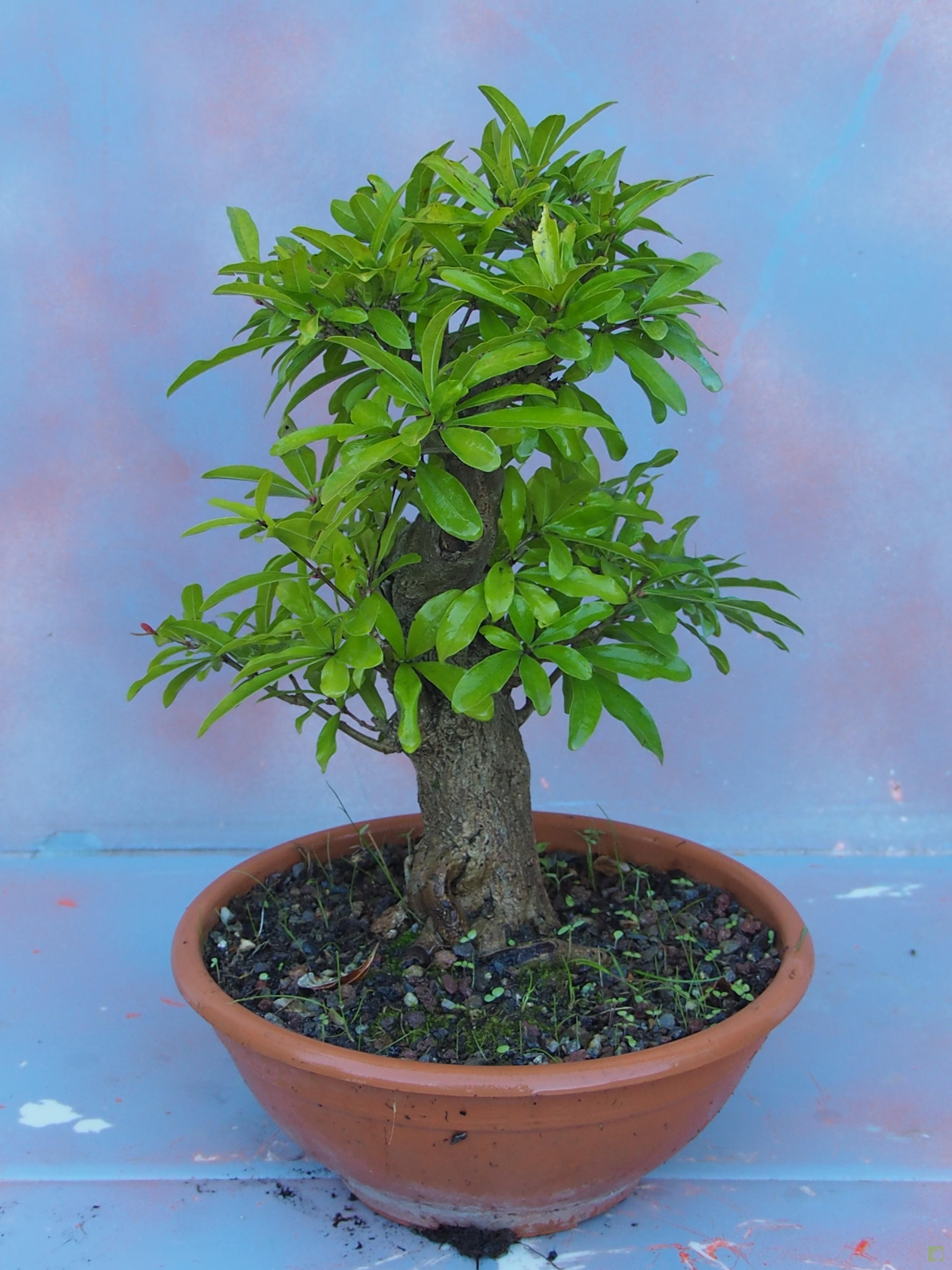 PREBONSAI GRANADO NEJIKAN PREBONSAI GRANADO NEJIKAN