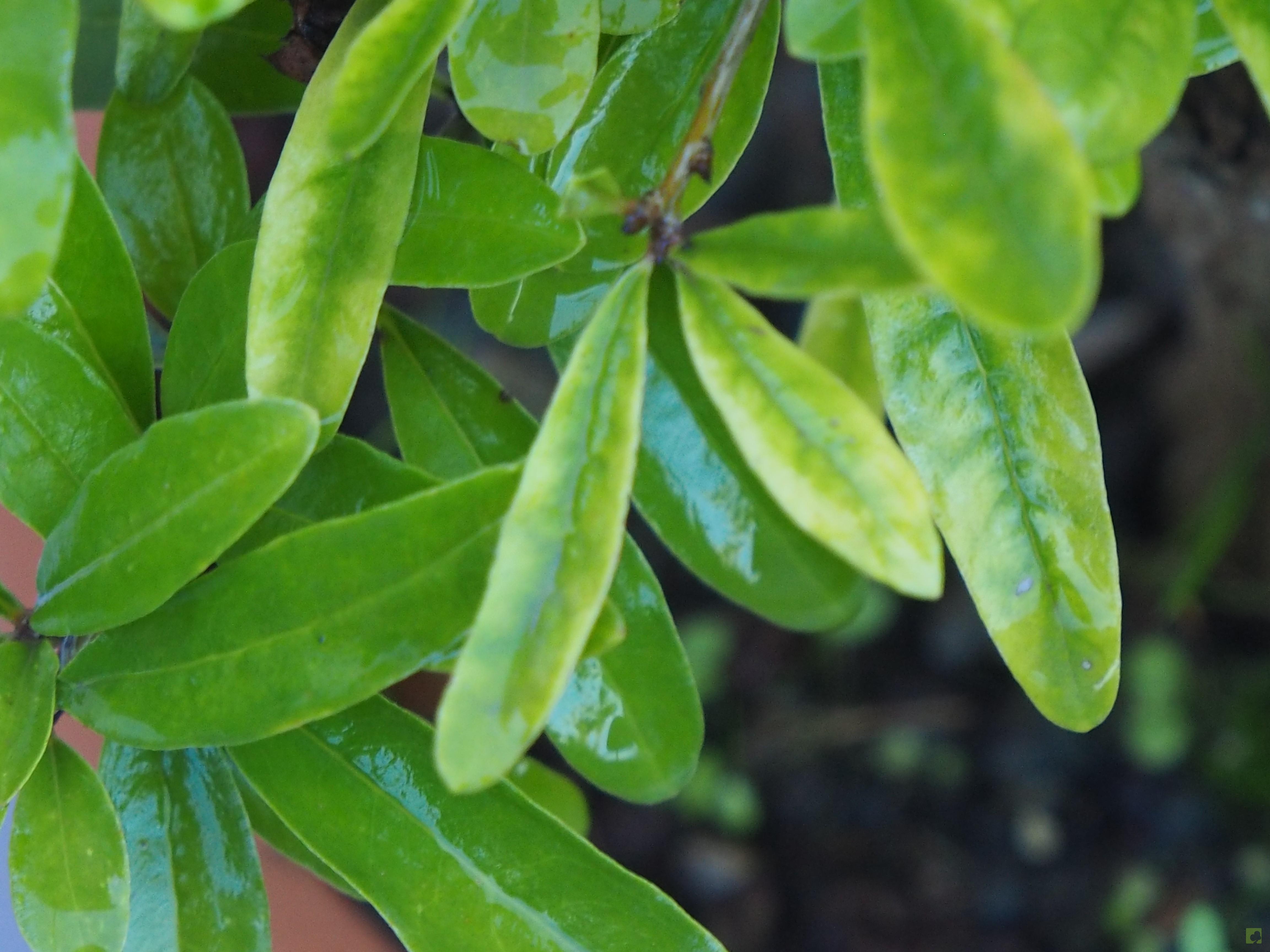 PREBONSAI GRANADO NEJIKAN PREBONSAI GRANADO NEJIKAN