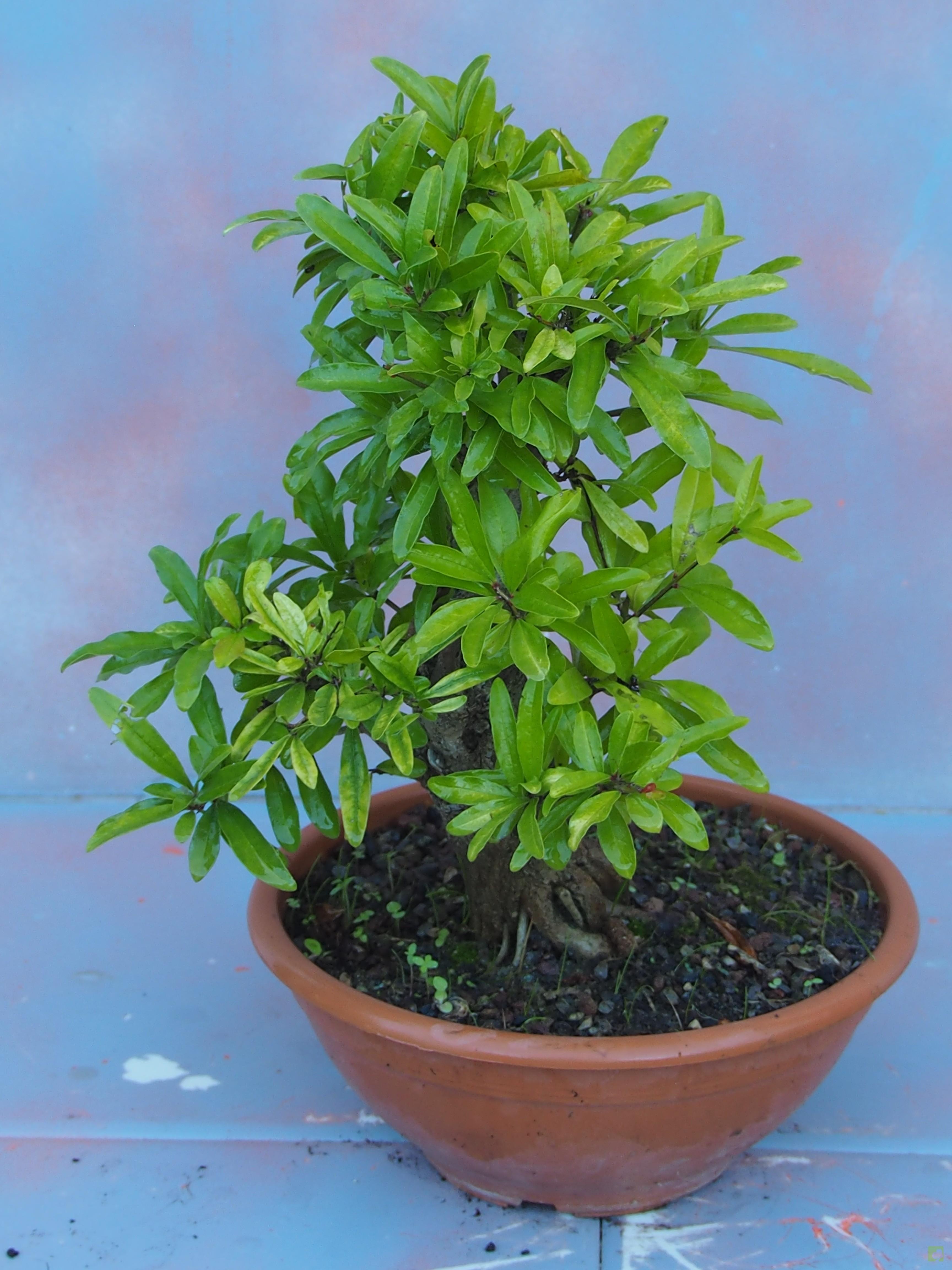 PREBONSAI GRANADO NEJIKAN PREBONSAI GRANADO NEJIKAN