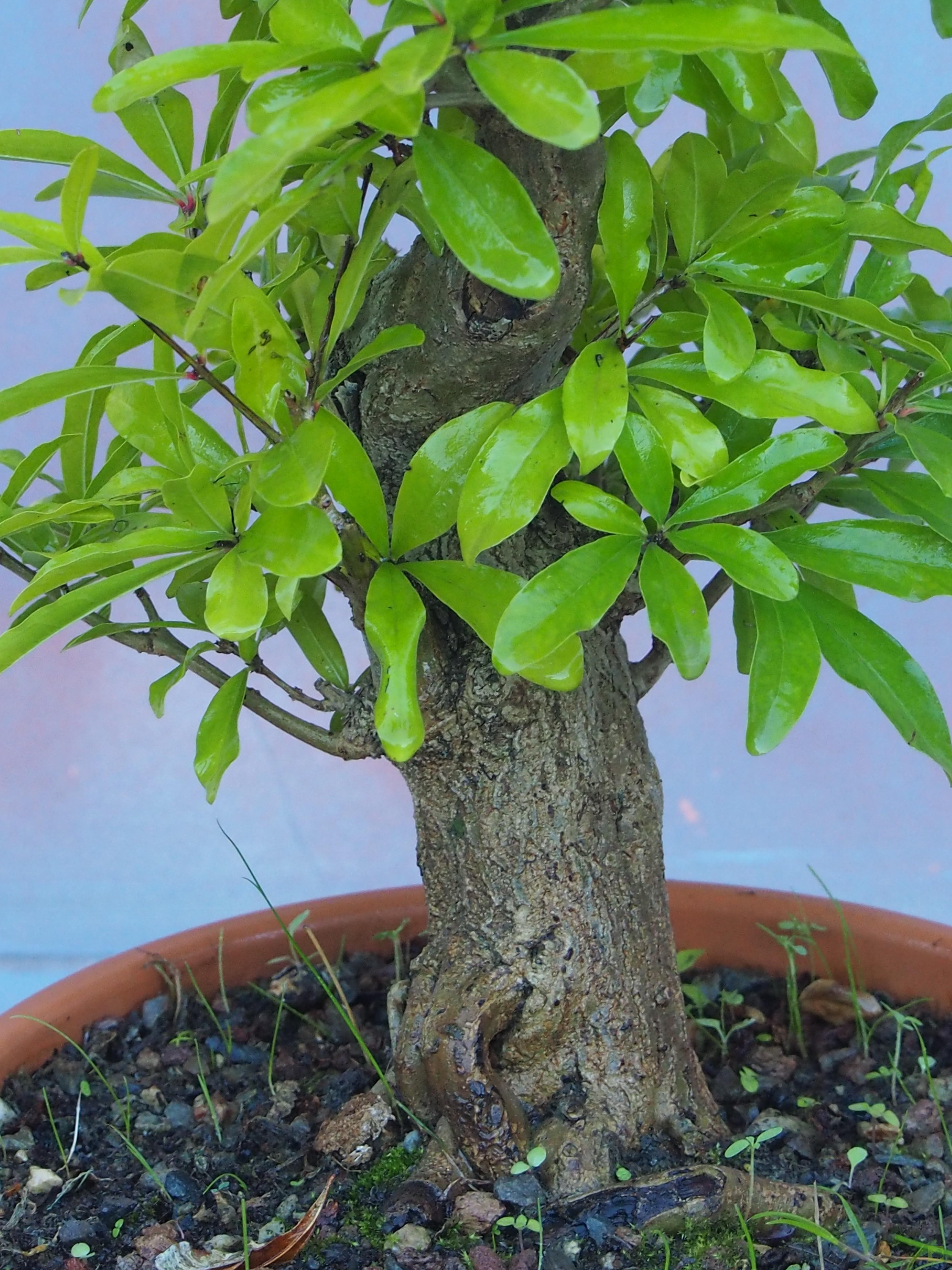 PREBONSAI GRANADO NEJIKAN PREBONSAI GRANADO NEJIKAN