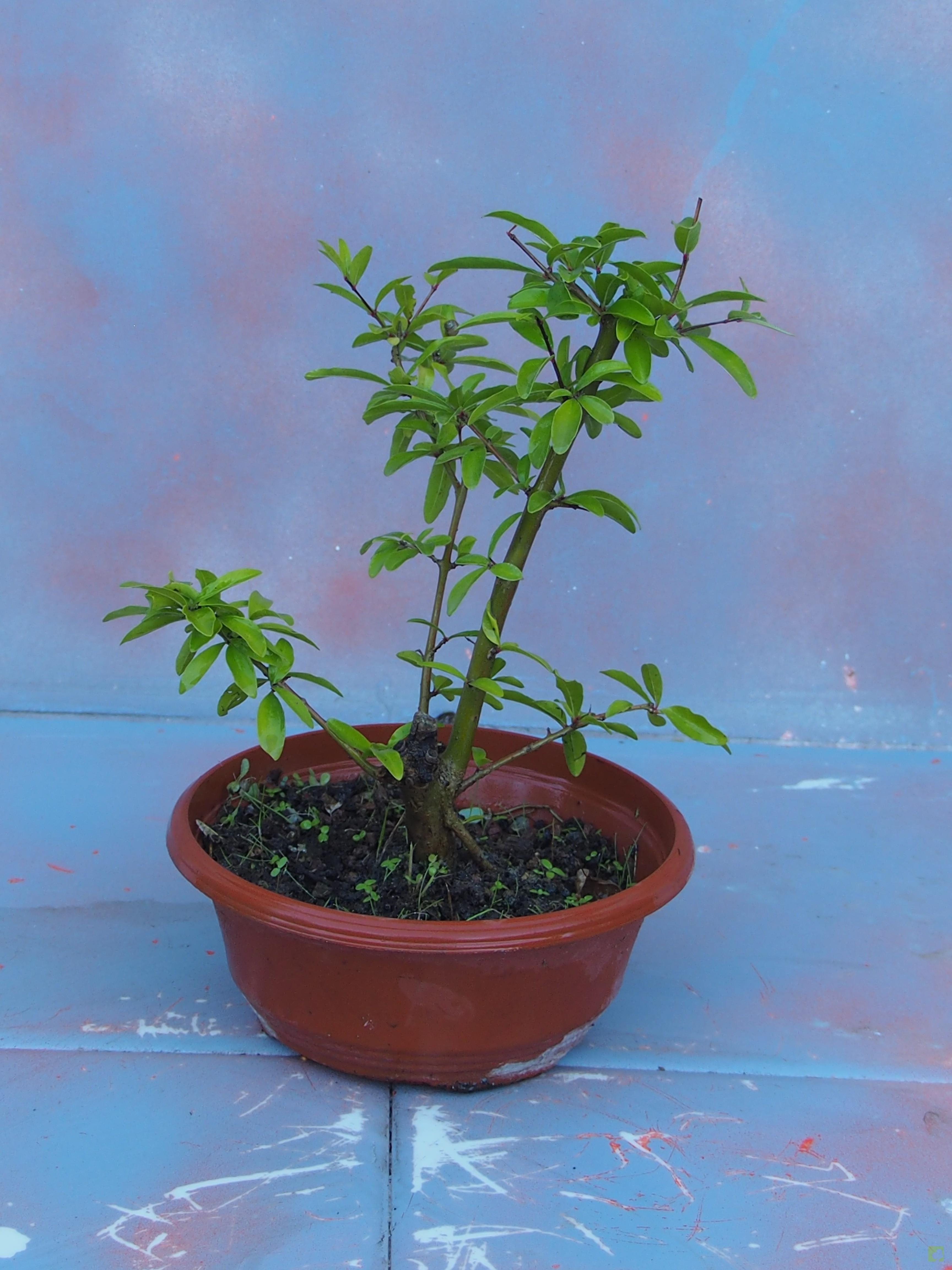 PREBONSAI GRANADO NEJIKAN PREBONSAI GRANADO NEJIKAN