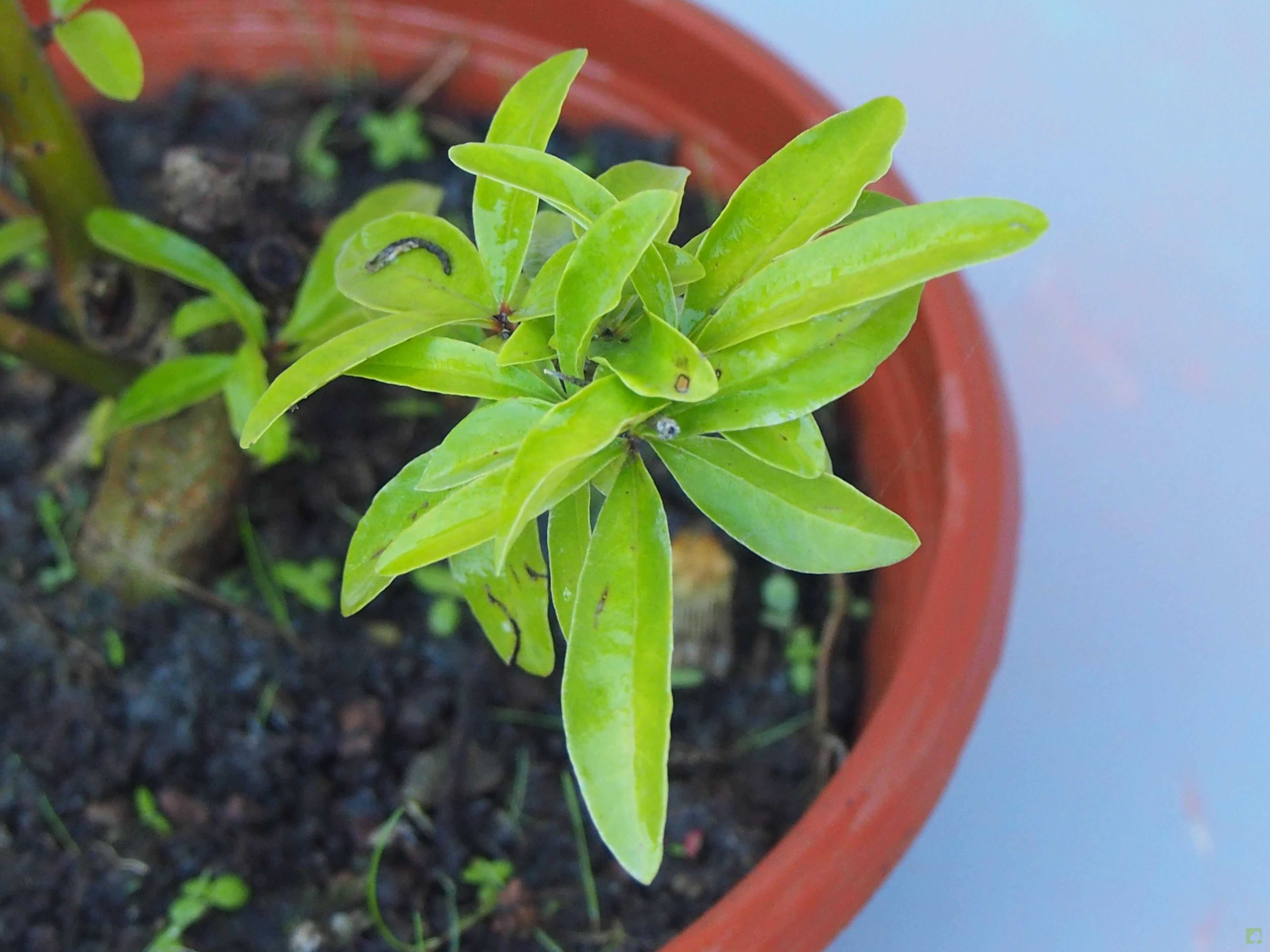 PREBONSAI GRANADO NEJIKAN PREBONSAI GRANADO NEJIKAN