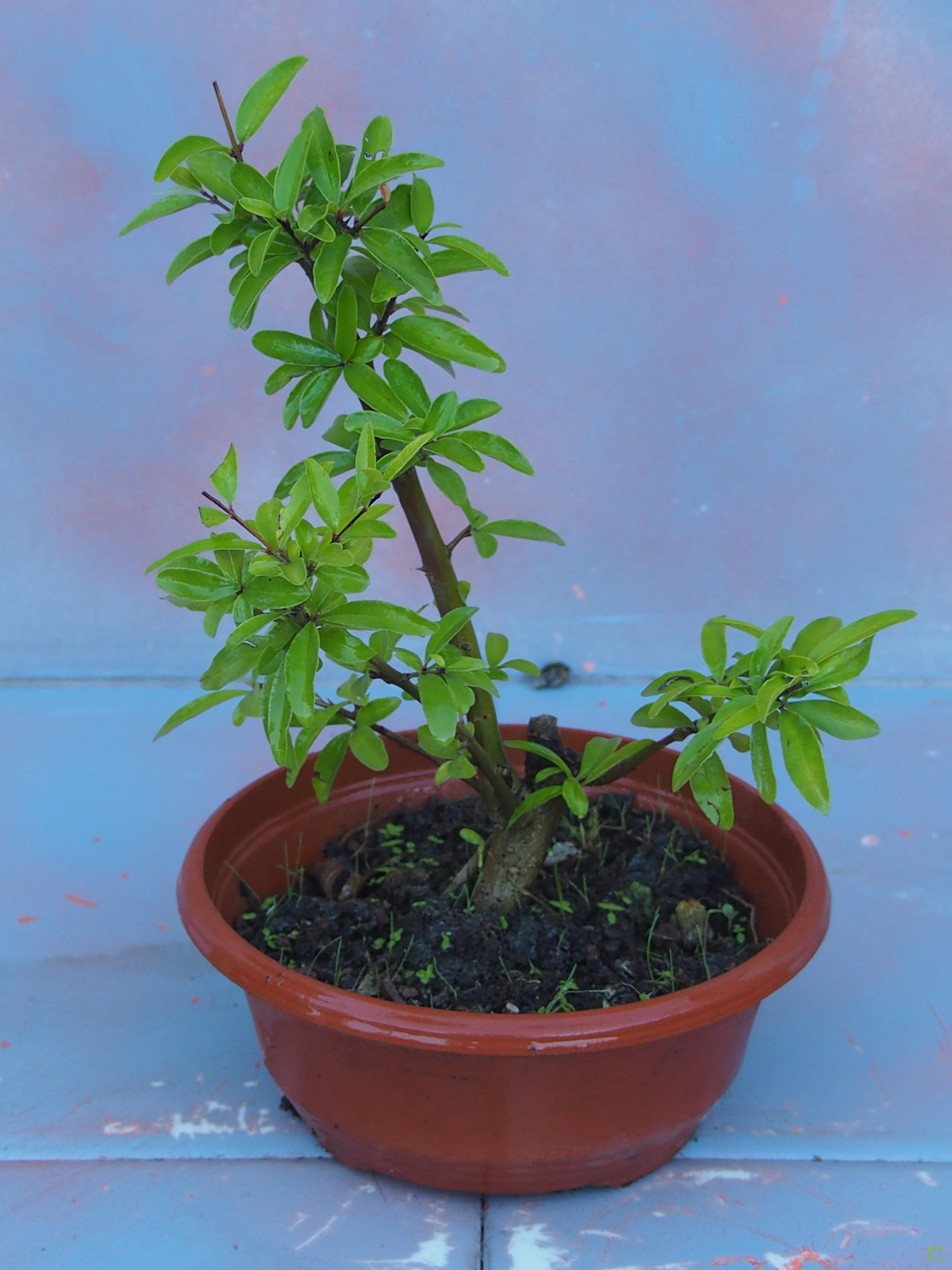 PREBONSAI GRANADO NEJIKAN PREBONSAI GRANADO NEJIKAN