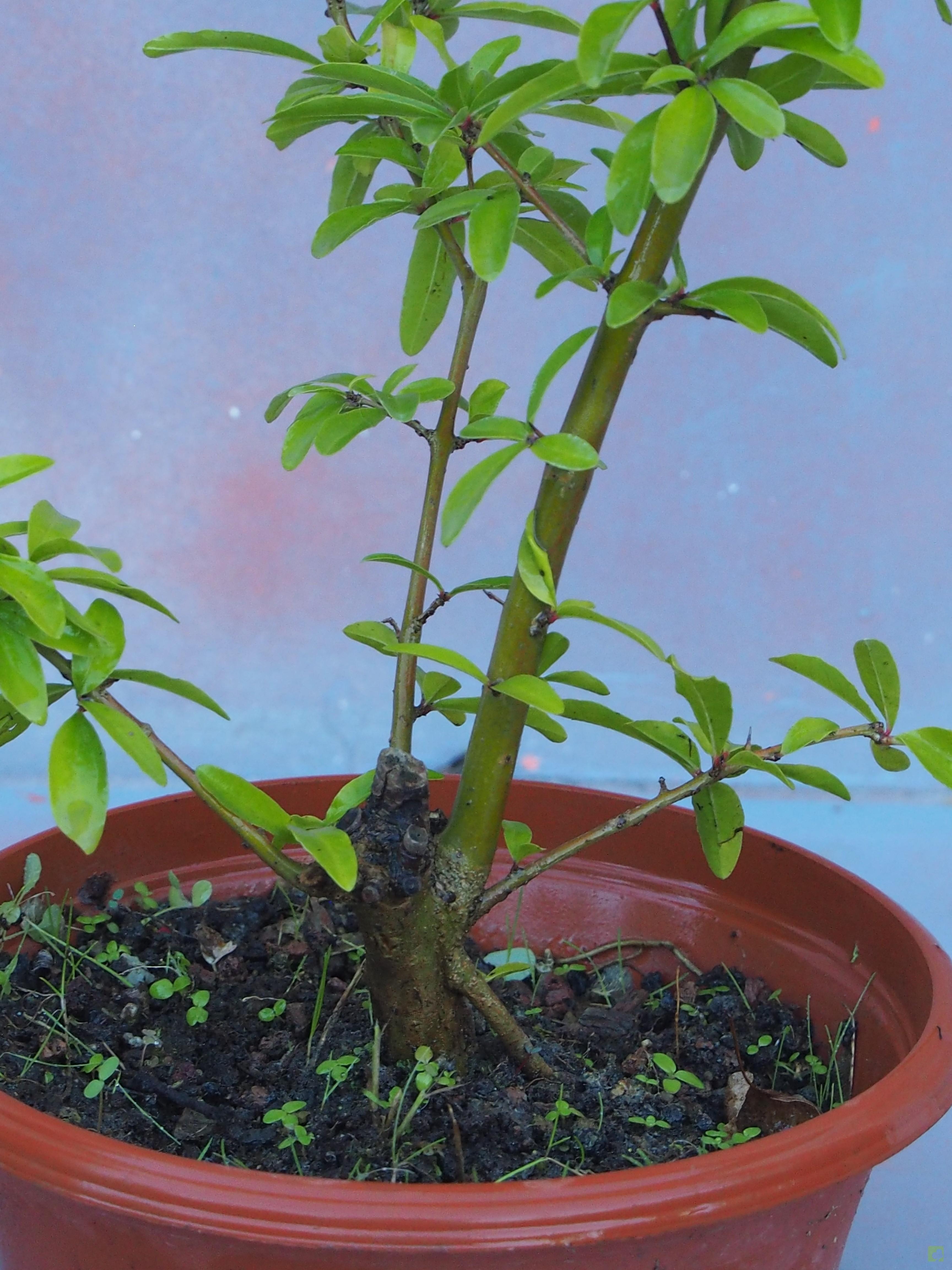 PREBONSAI GRANADO NEJIKAN PREBONSAI GRANADO NEJIKAN