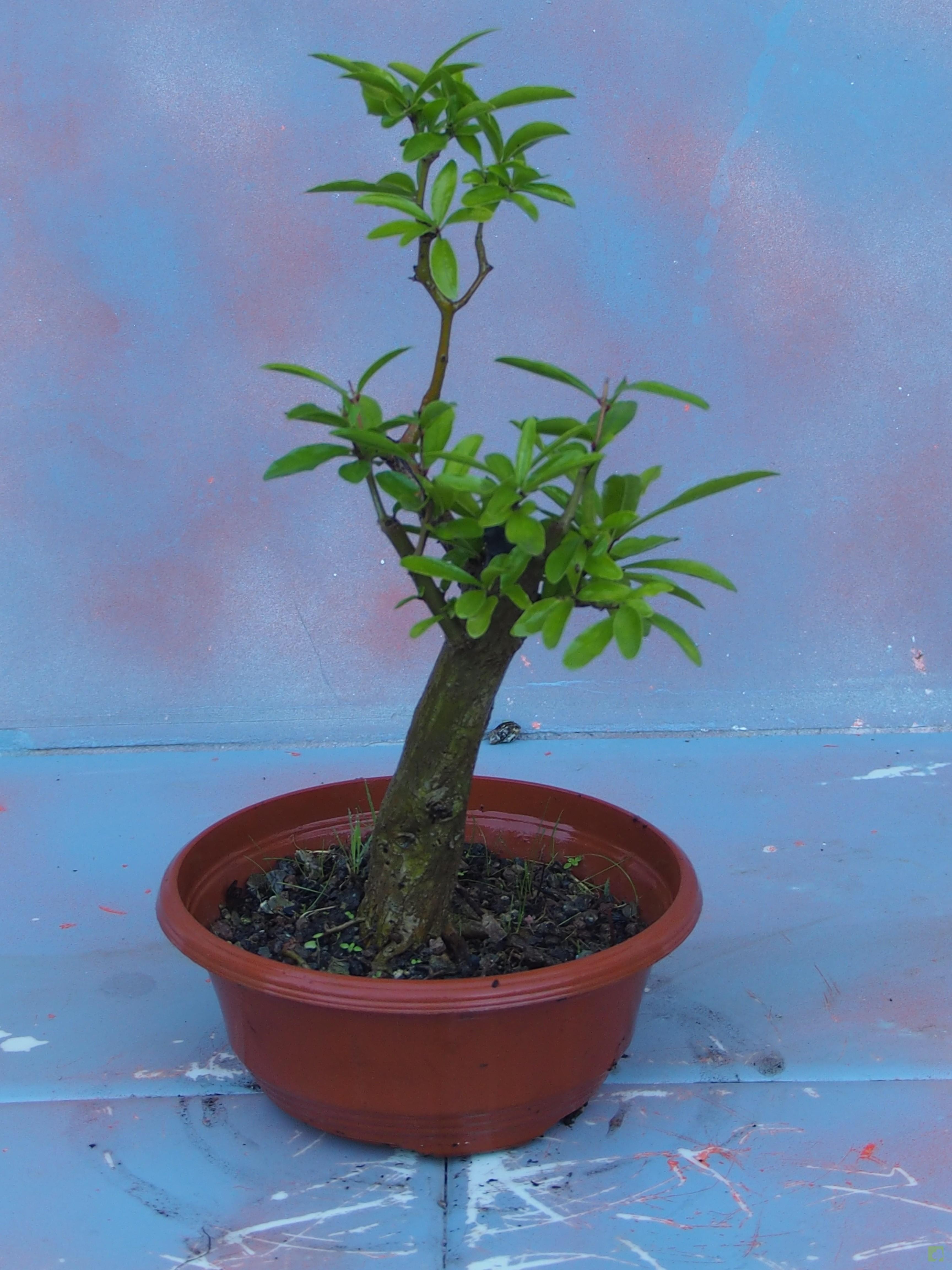 PREBONSAI GRANADO NEJIKAN PREBONSAI GRANADO NEJIKAN