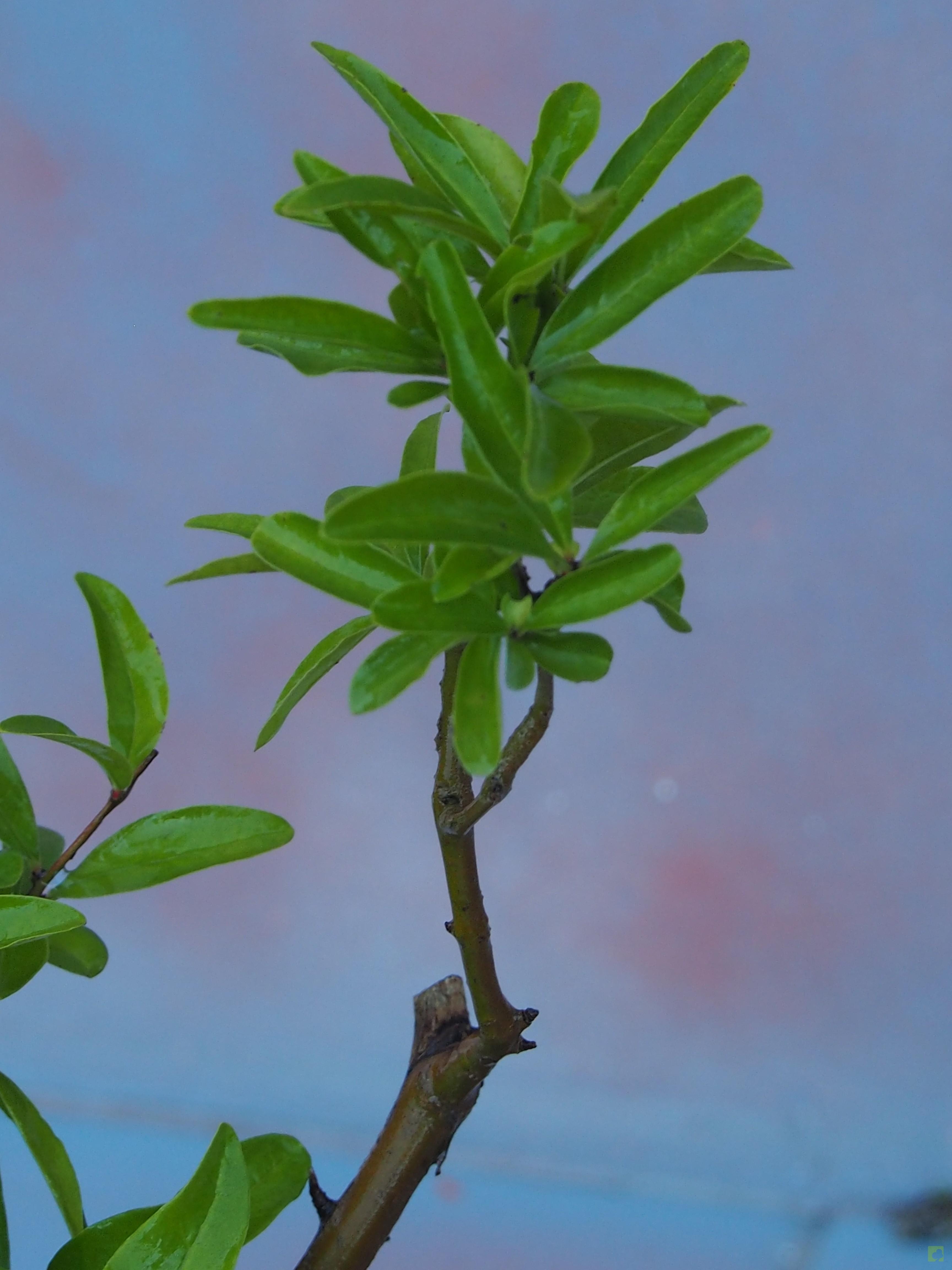 PREBONSAI GRANADO NEJIKAN PREBONSAI GRANADO NEJIKAN