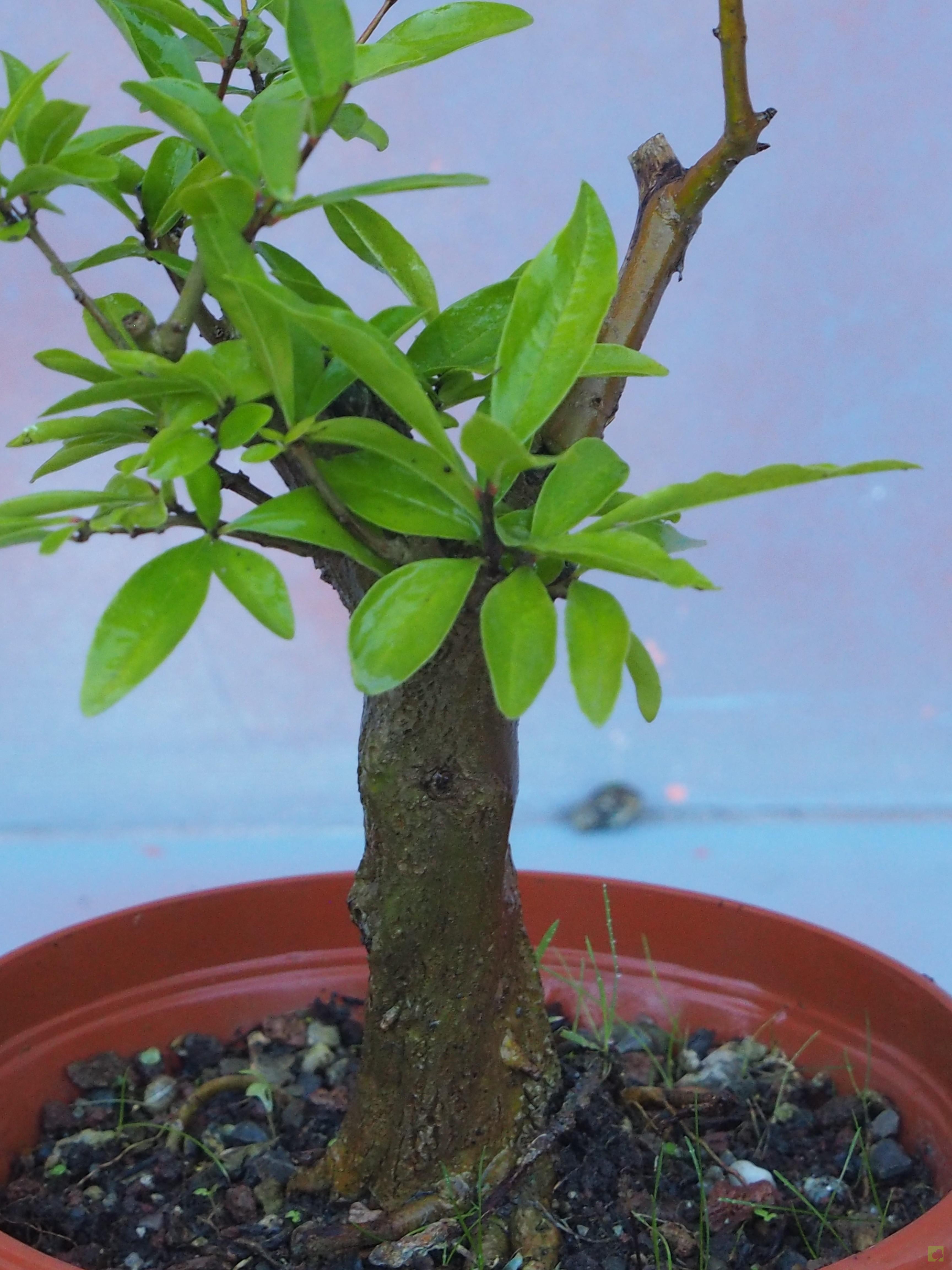 PREBONSAI GRANADO NEJIKAN PREBONSAI GRANADO NEJIKAN