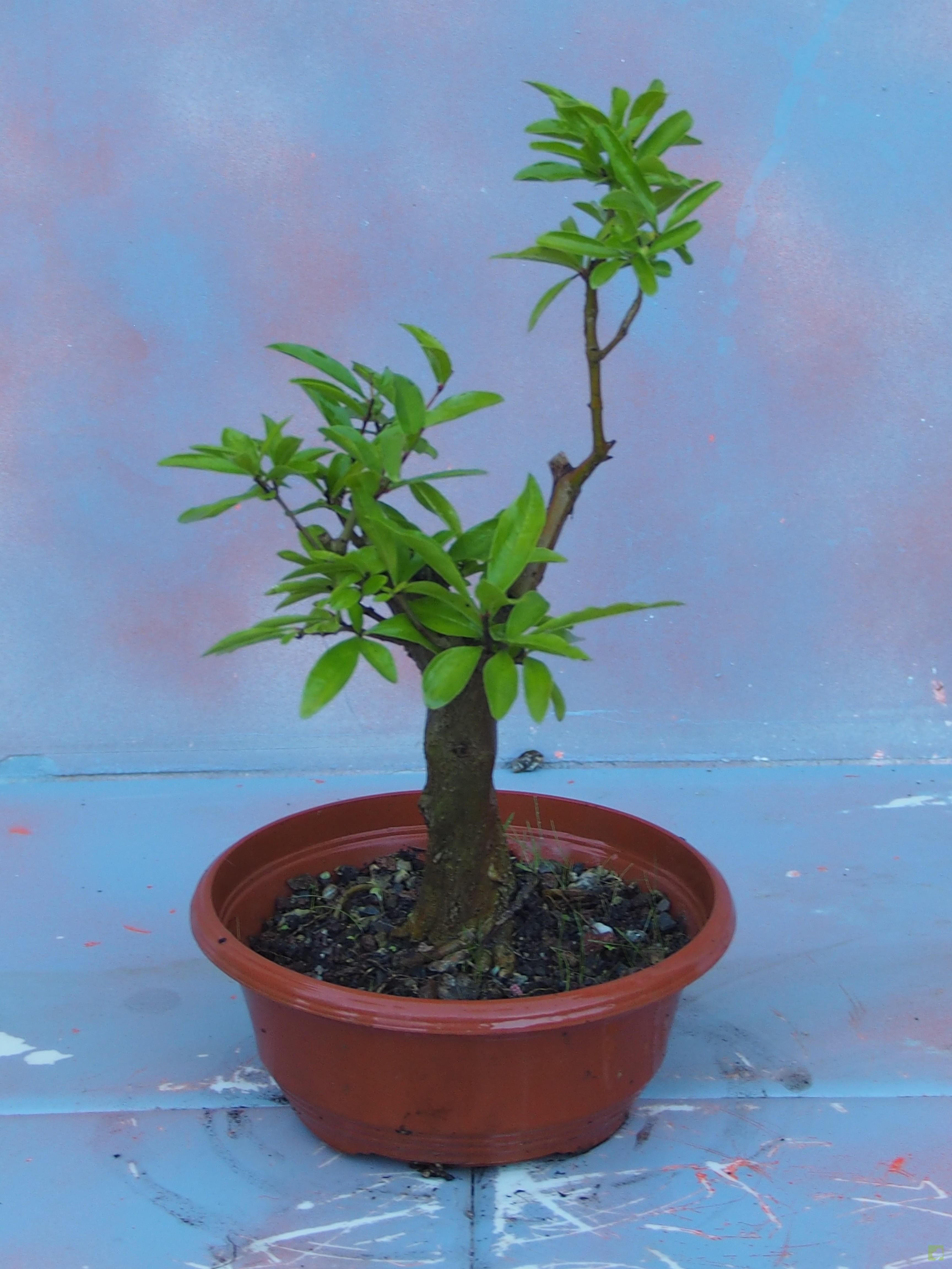 PREBONSAI GRANADO NEJIKAN PREBONSAI GRANADO NEJIKAN