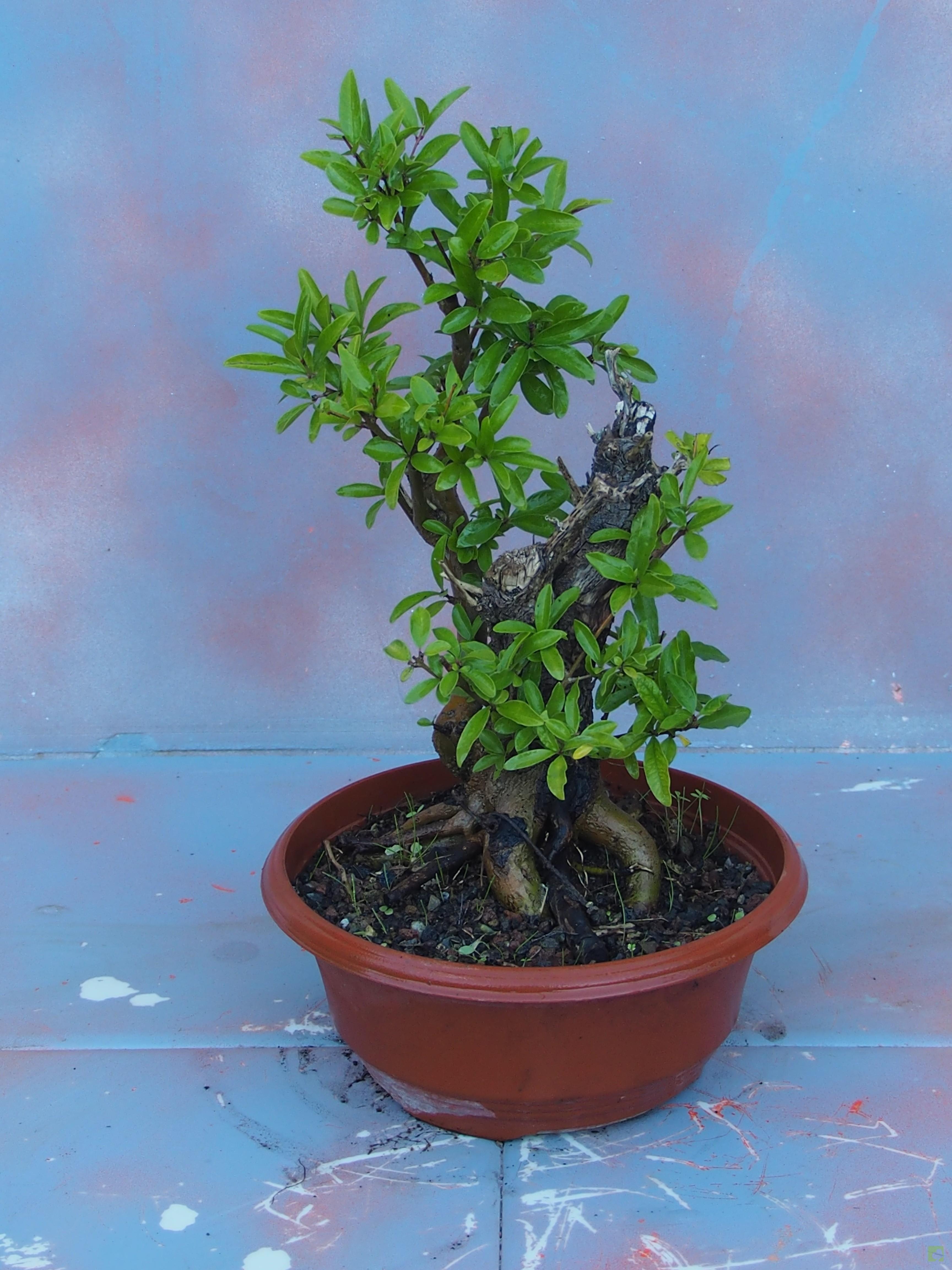 PREBONSAI GRANADO NEJIKAN PREBONSAI GRANADO NEJIKAN