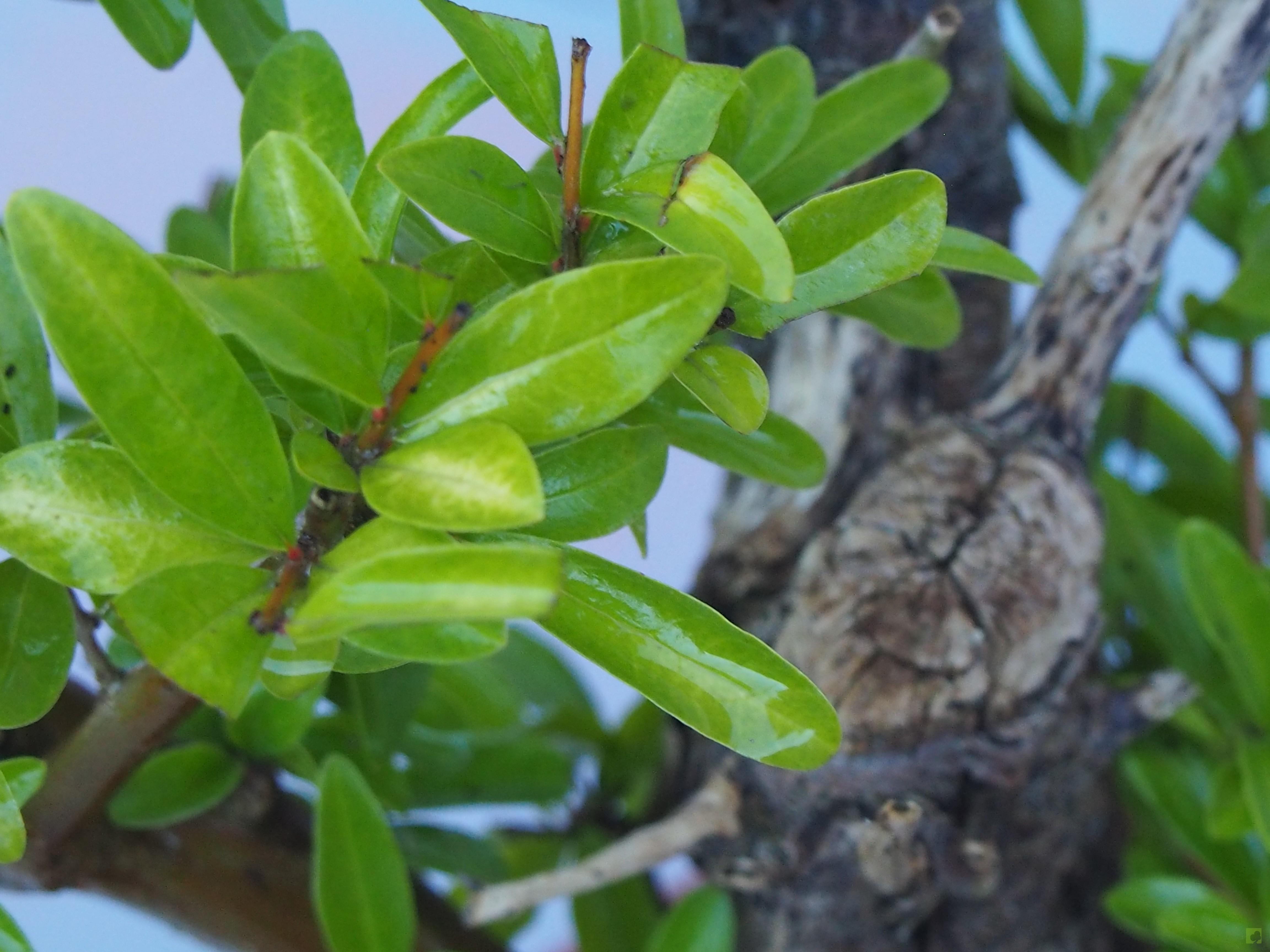 PREBONSAI GRANADO NEJIKAN PREBONSAI GRANADO NEJIKAN