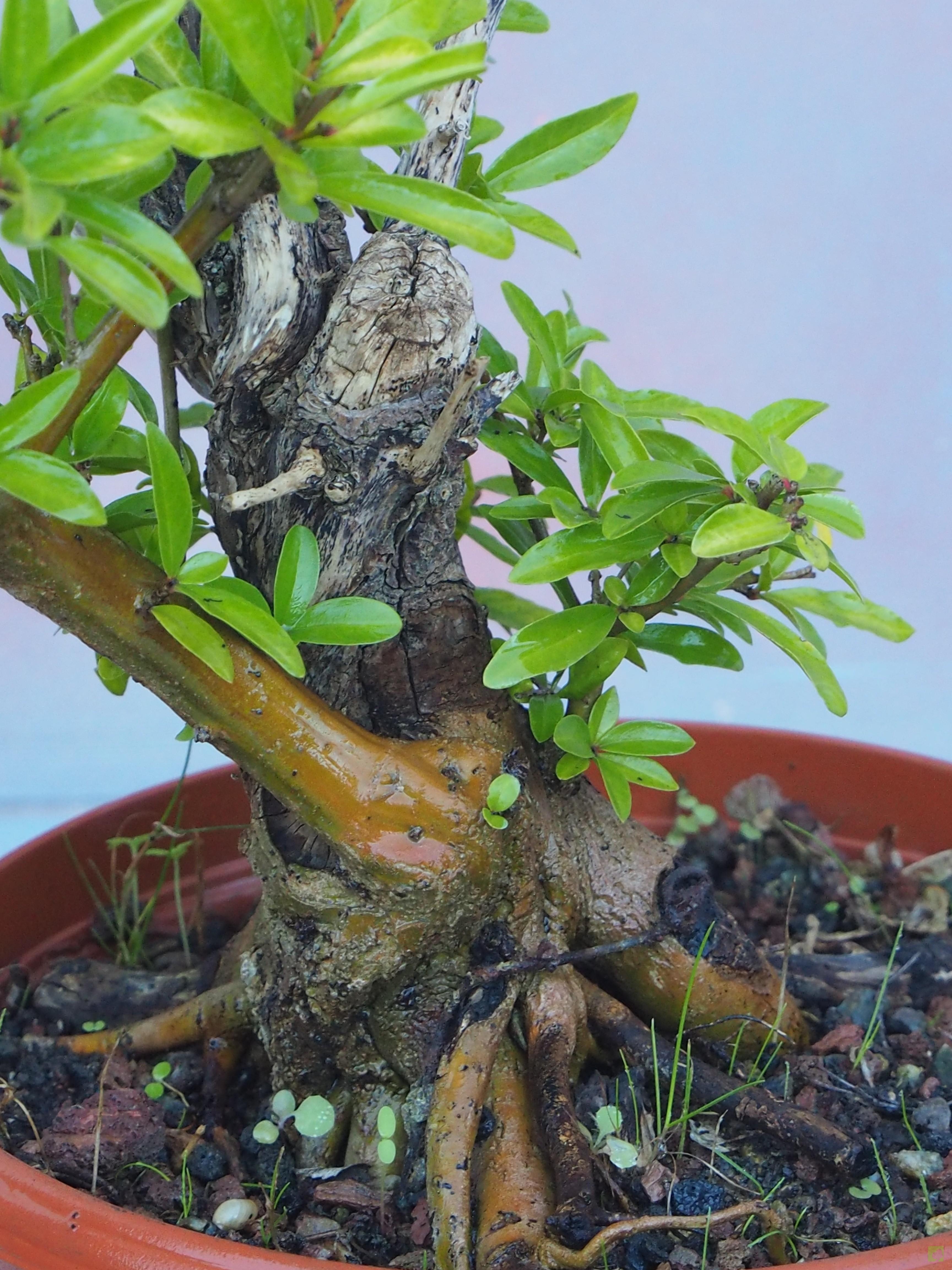 PREBONSAI GRANADO NEJIKAN PREBONSAI GRANADO NEJIKAN