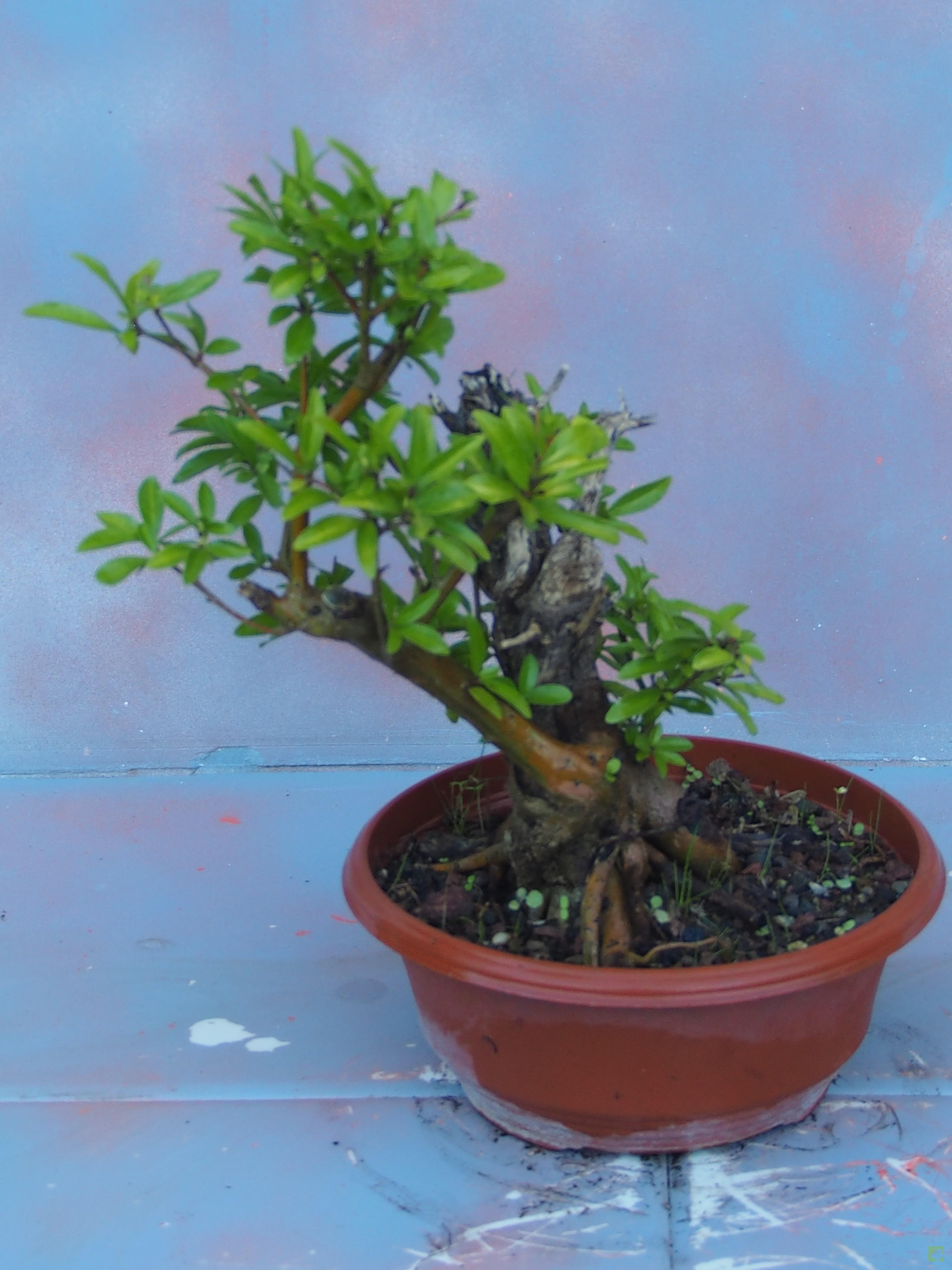 PREBONSAI GRANADO NEJIKAN PREBONSAI GRANADO NEJIKAN