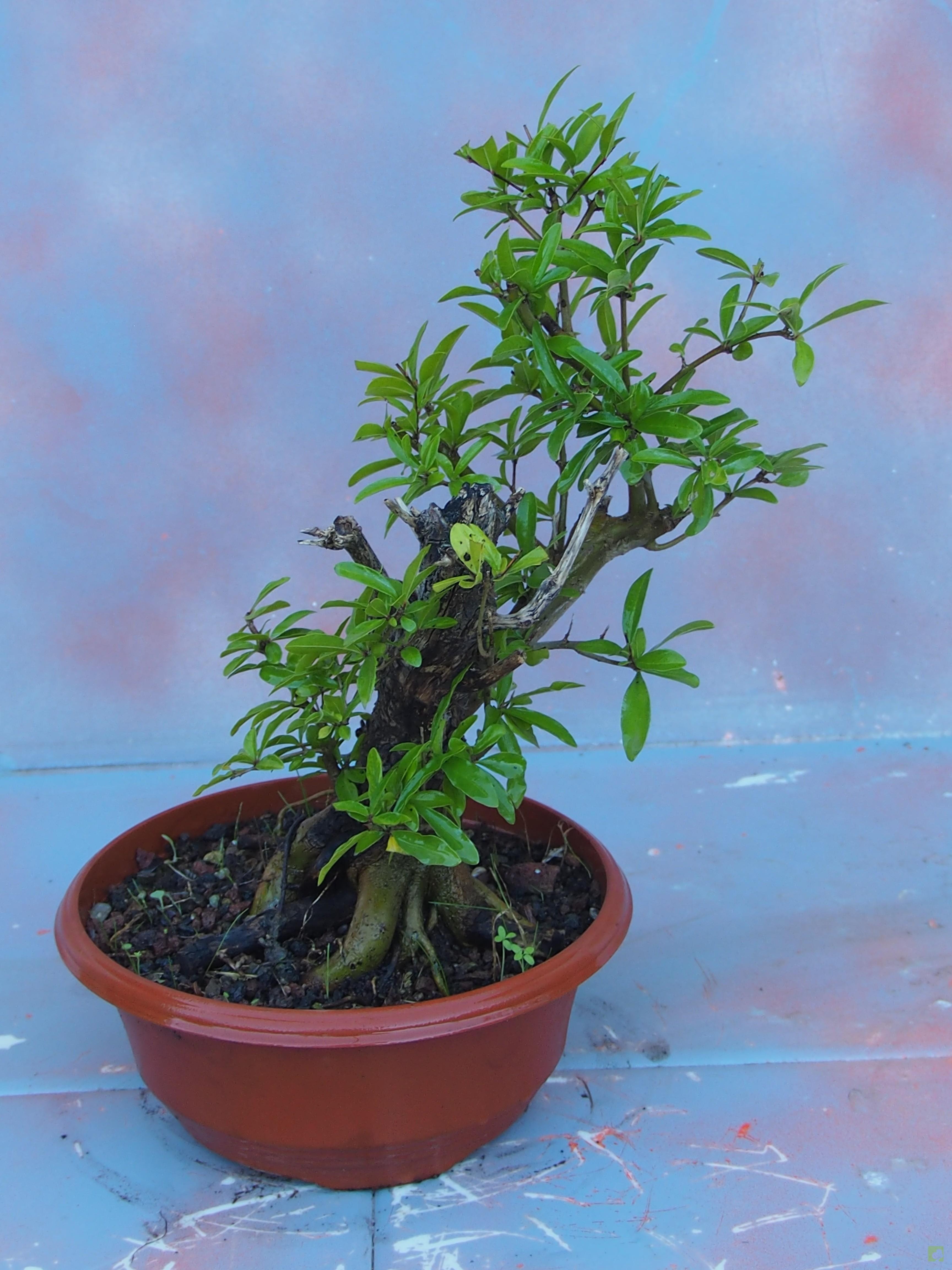 PREBONSAI GRANADO NEJIKAN PREBONSAI GRANADO NEJIKAN