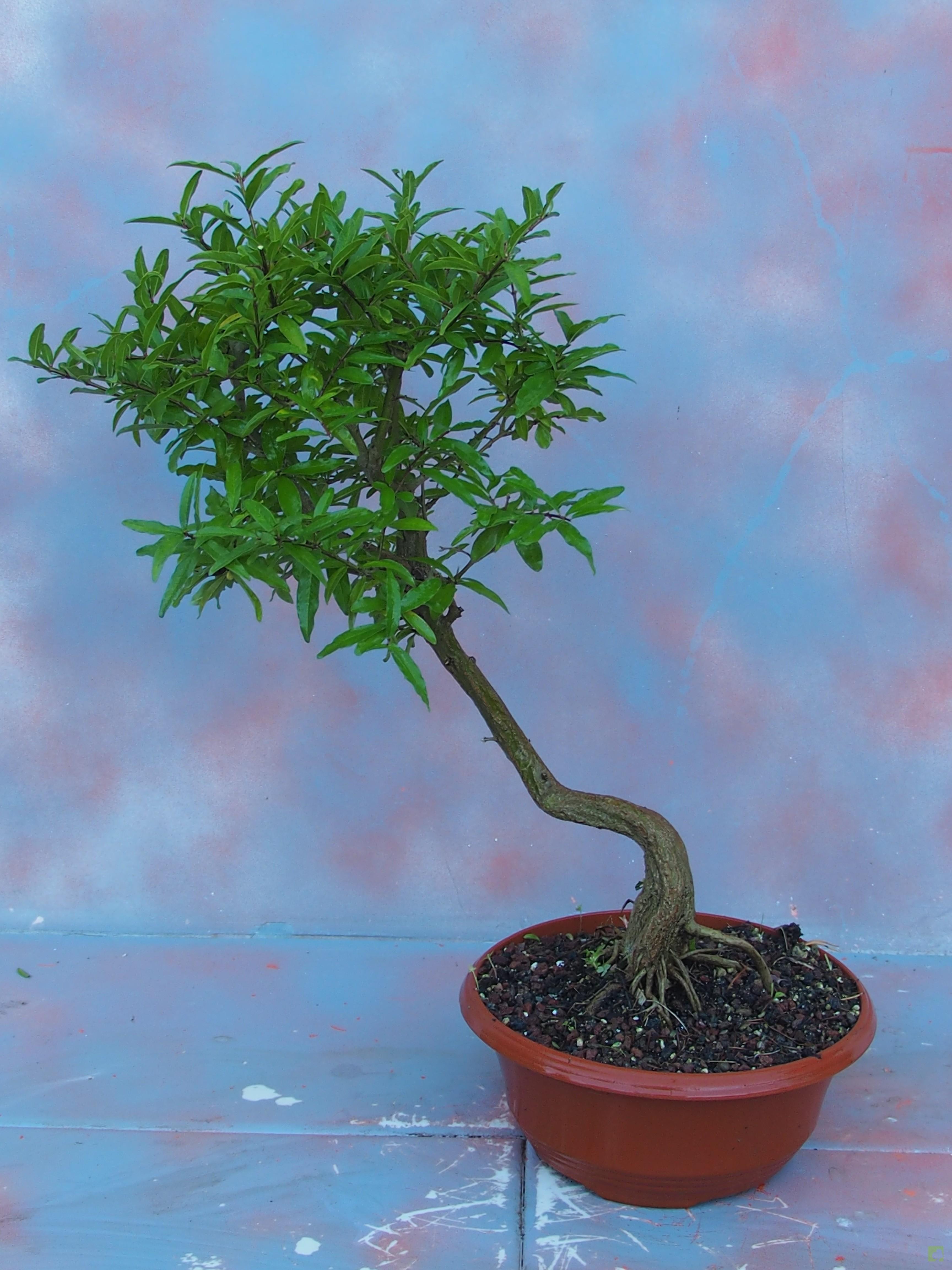 PREBONSAI GRANADO NEJIKAN PREBONSAI GRANADO NEJIKAN