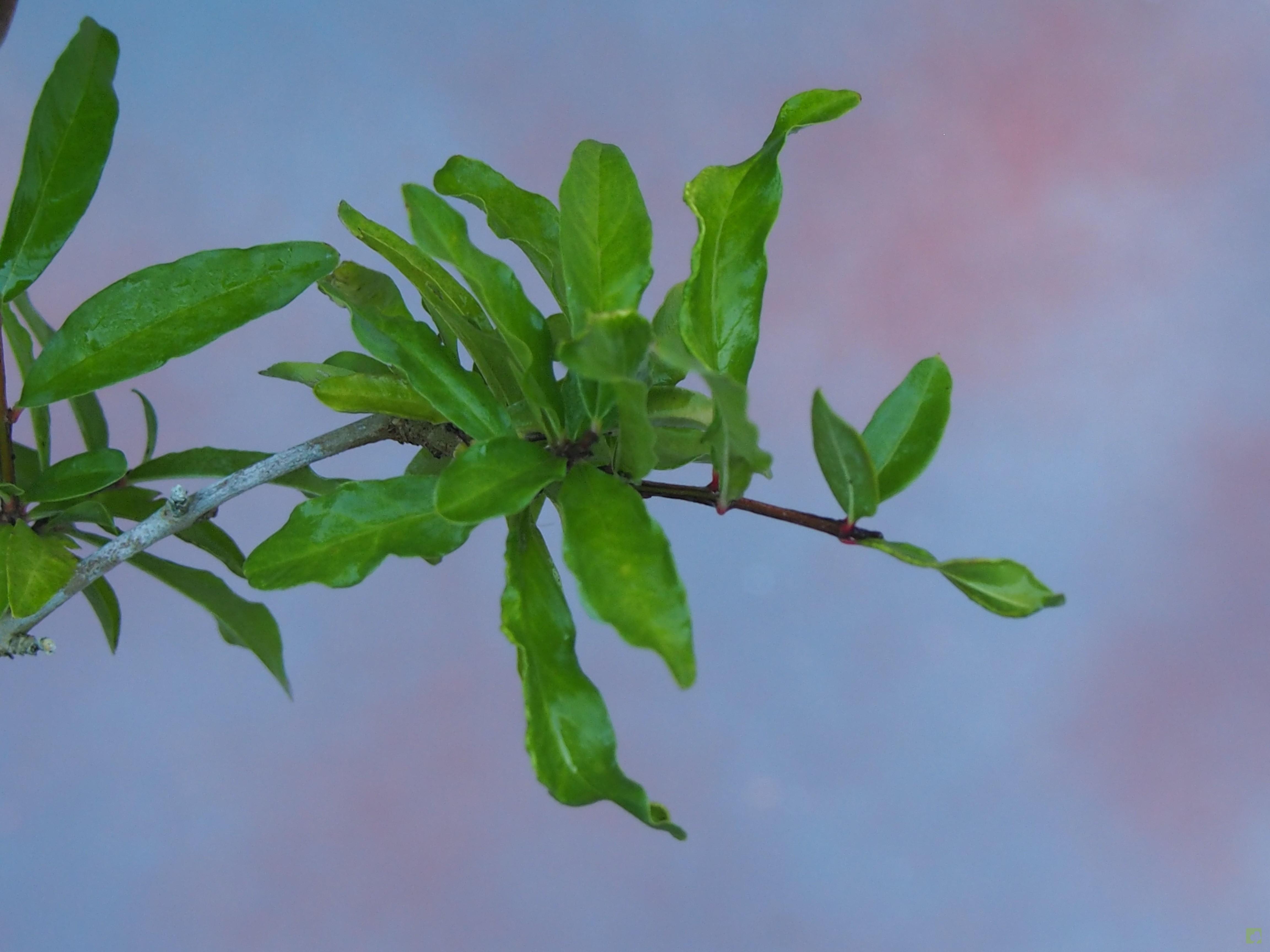 PREBONSAI GRANADO NEJIKAN PREBONSAI GRANADO NEJIKAN