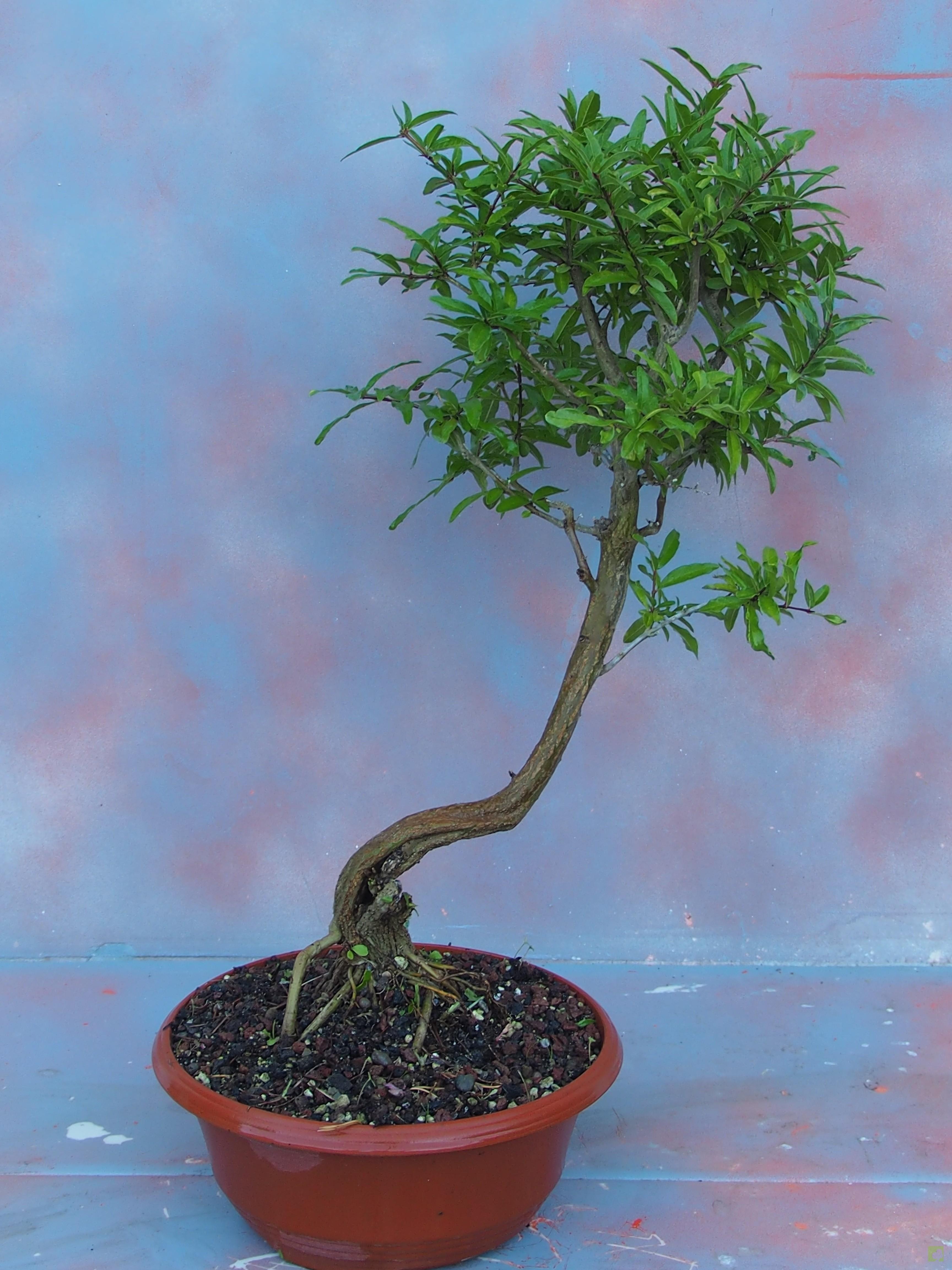 PREBONSAI GRANADO NEJIKAN PREBONSAI GRANADO NEJIKAN