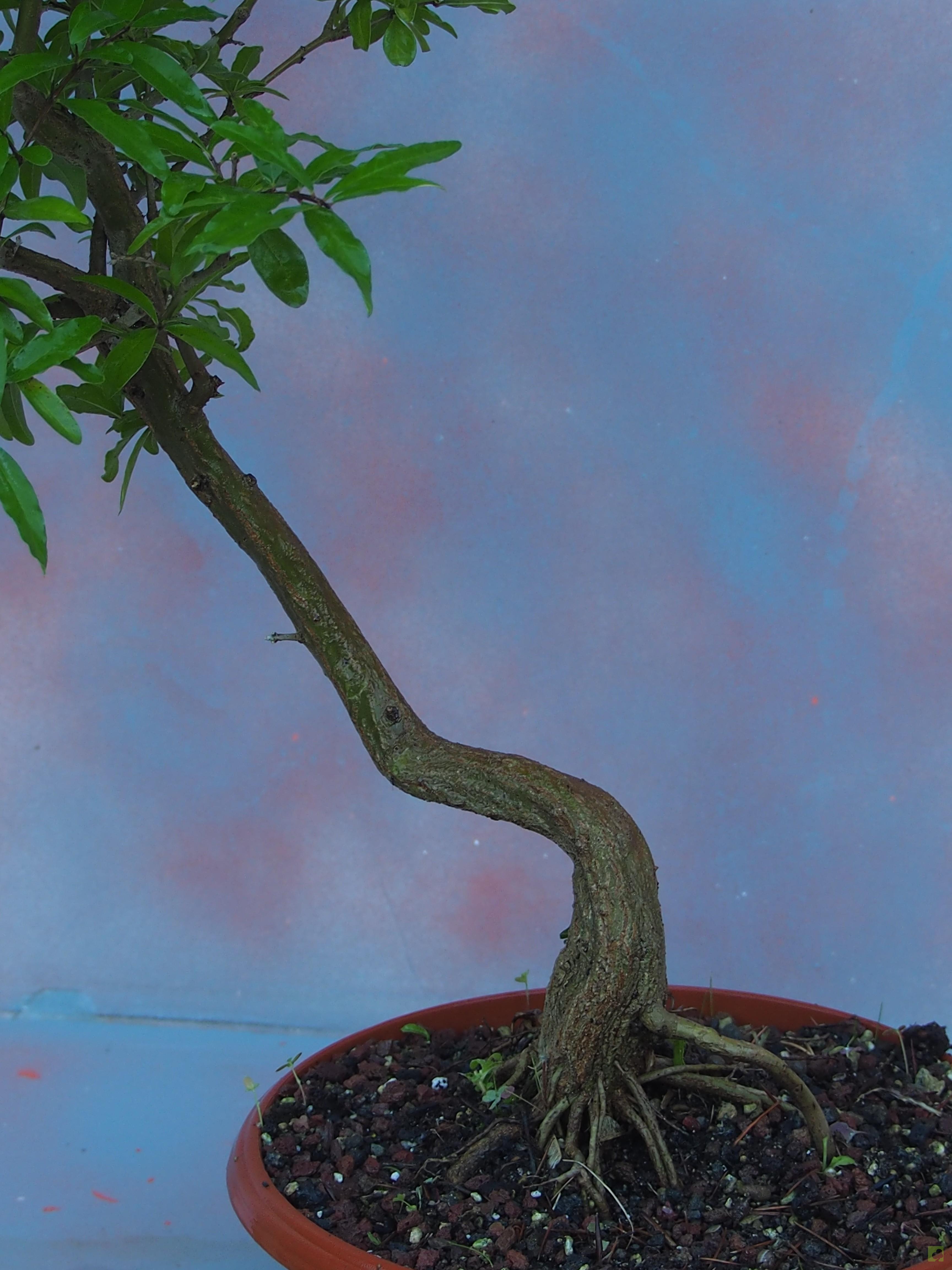 PREBONSAI GRANADO NEJIKAN PREBONSAI GRANADO NEJIKAN