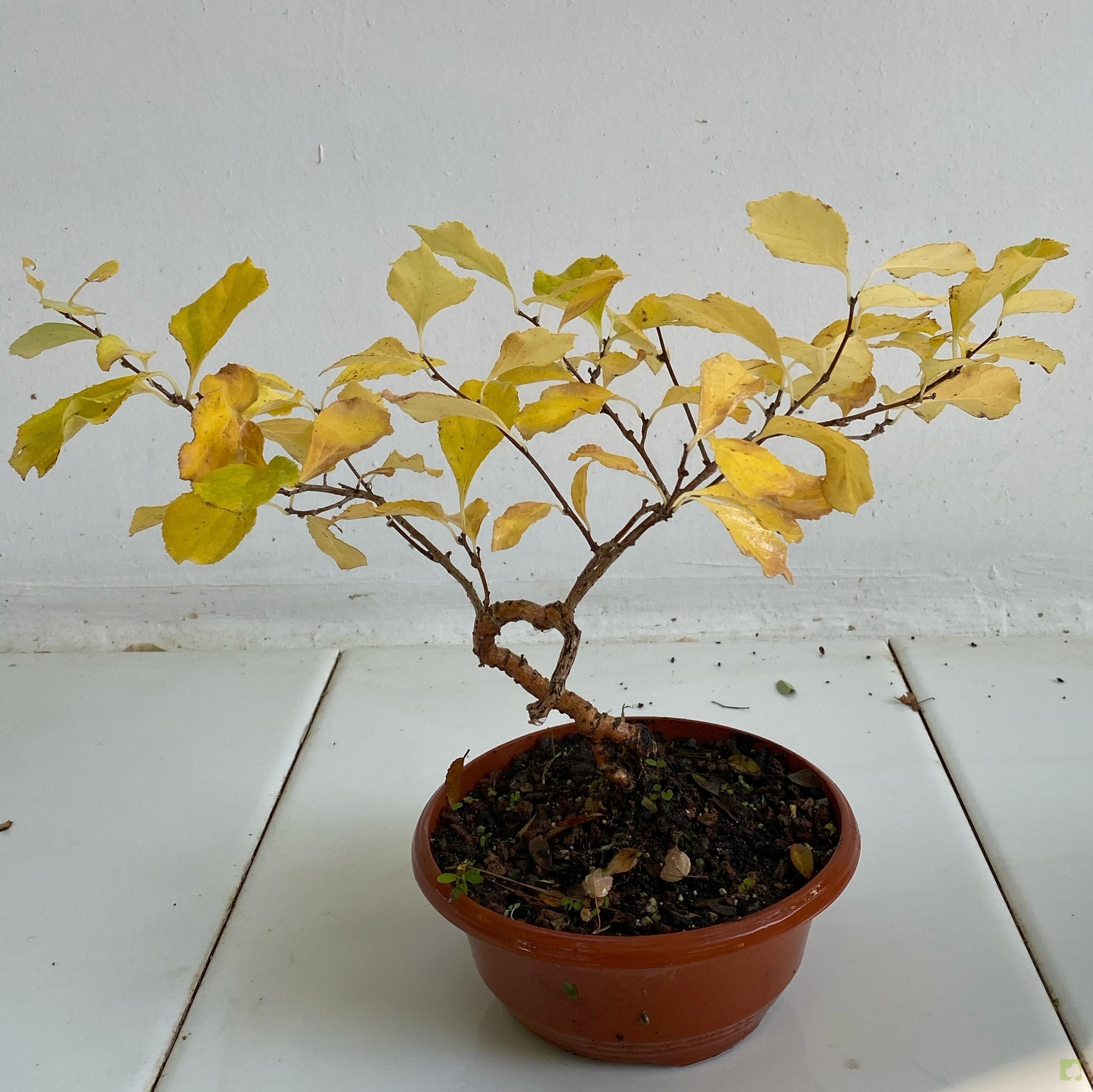 PREBONSAI CELASTRUS PREBONSAI CELASTRUS