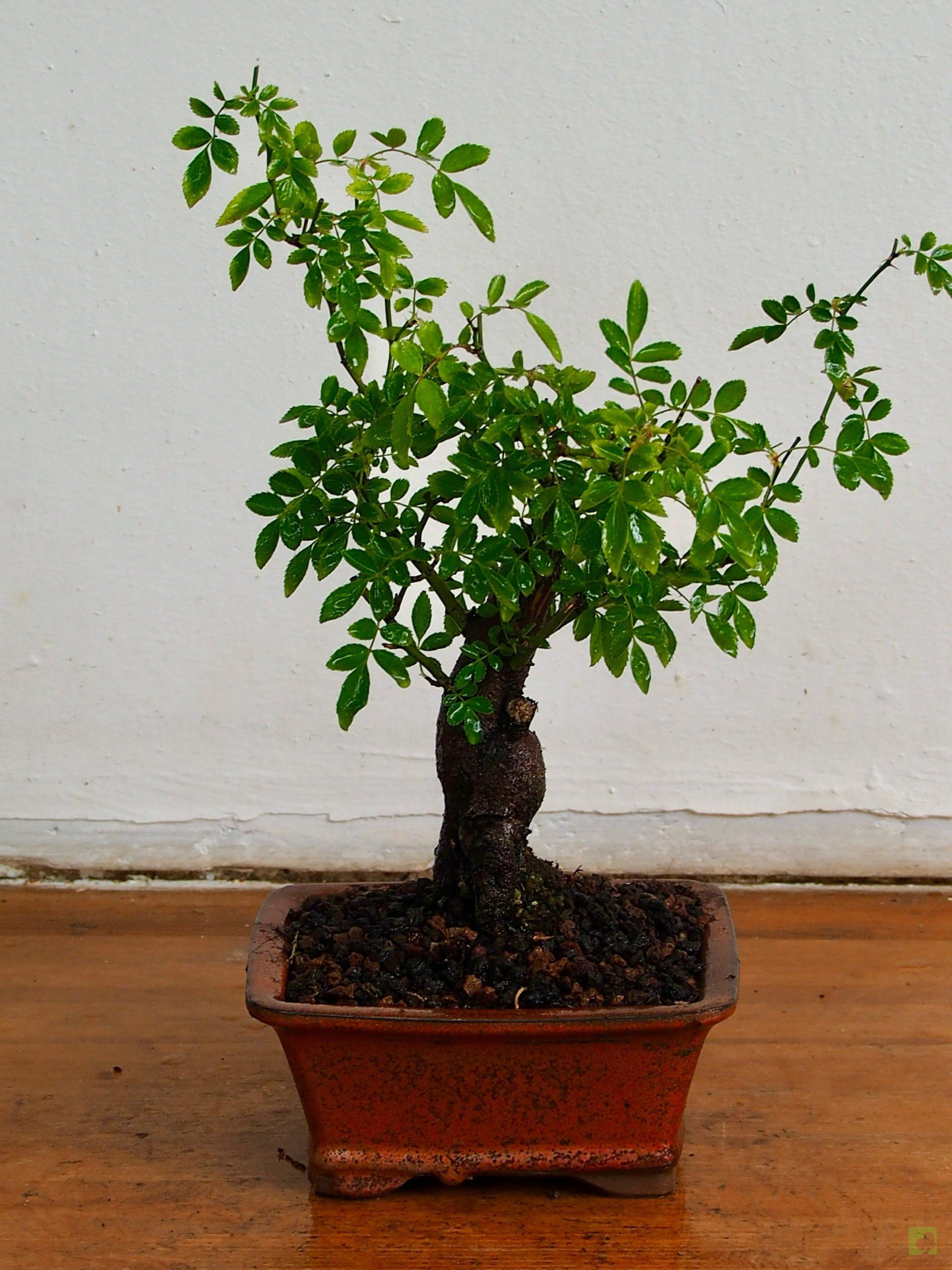 Processed with MOLDIV