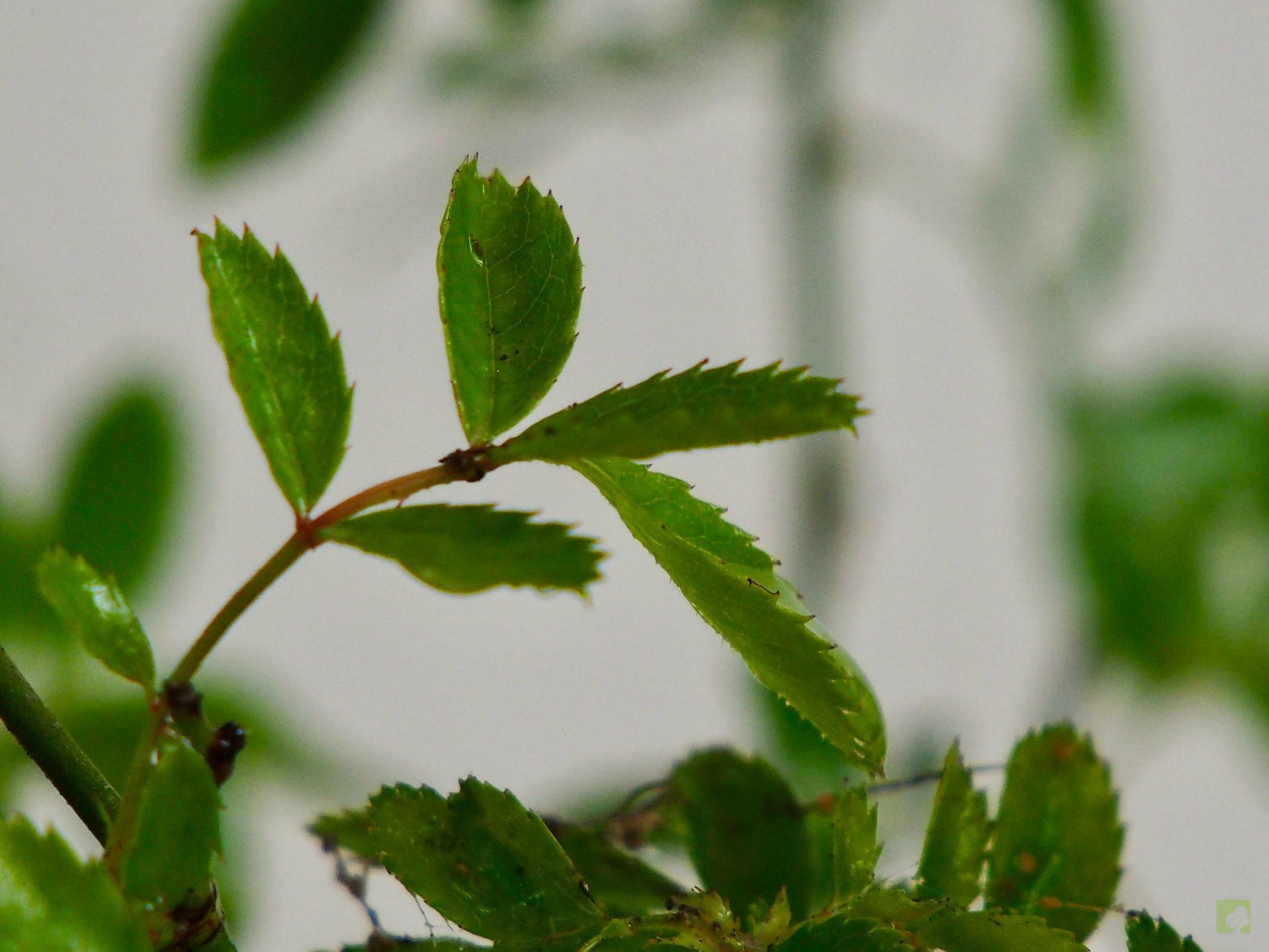 ROSAL JAPONES 12001 (3)