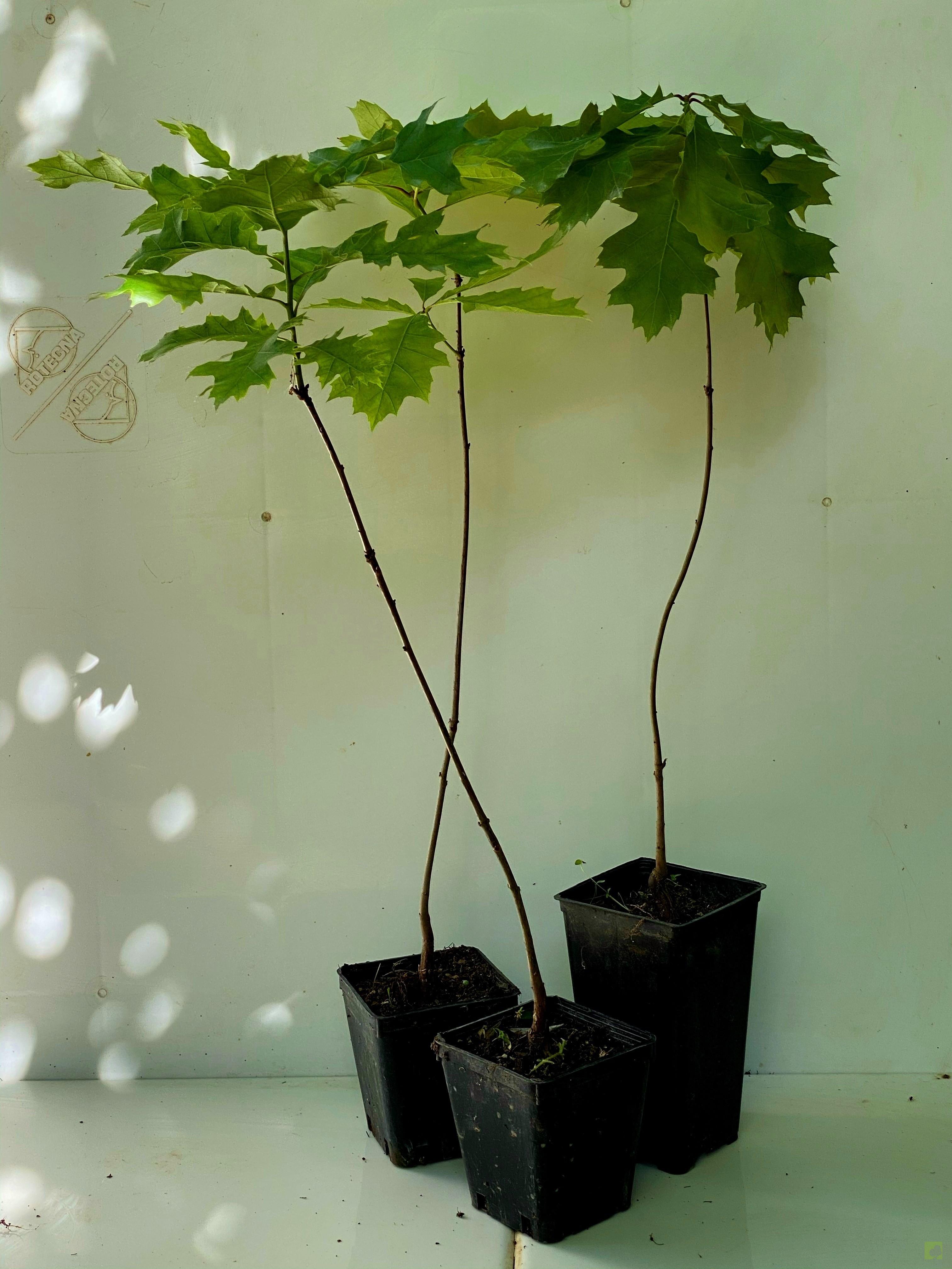 PLANTÓN ROBLE ROJO AMERICANO PLANTÓN ROBLE ROJO AMERICANO