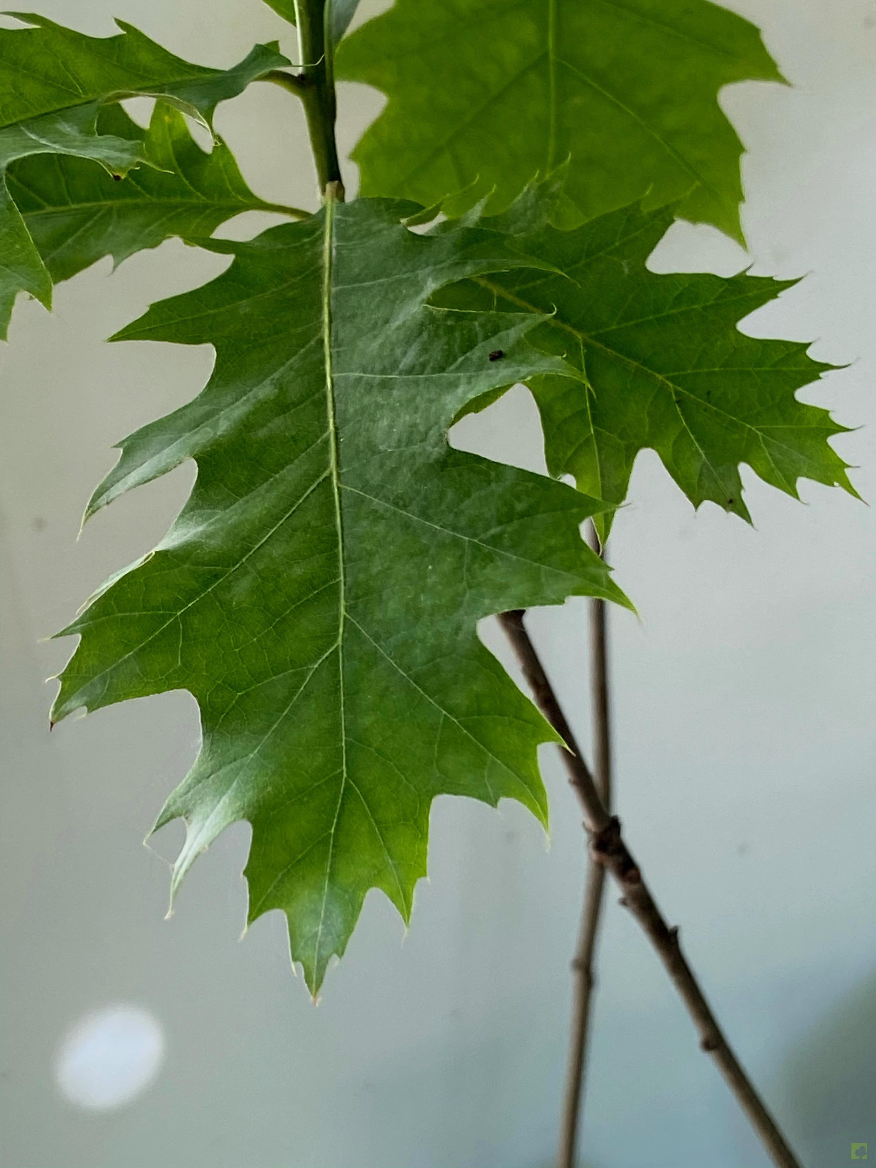PLANTÓN ROBLE ROJO AMERICANO PLANTÓN ROBLE ROJO AMERICANO