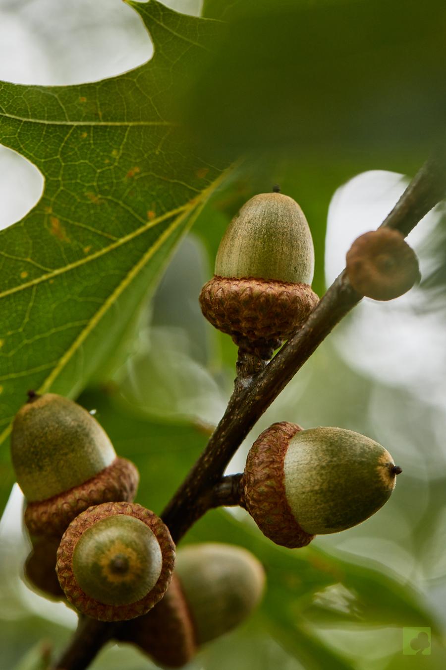 _Fruto-de-roble-rojo