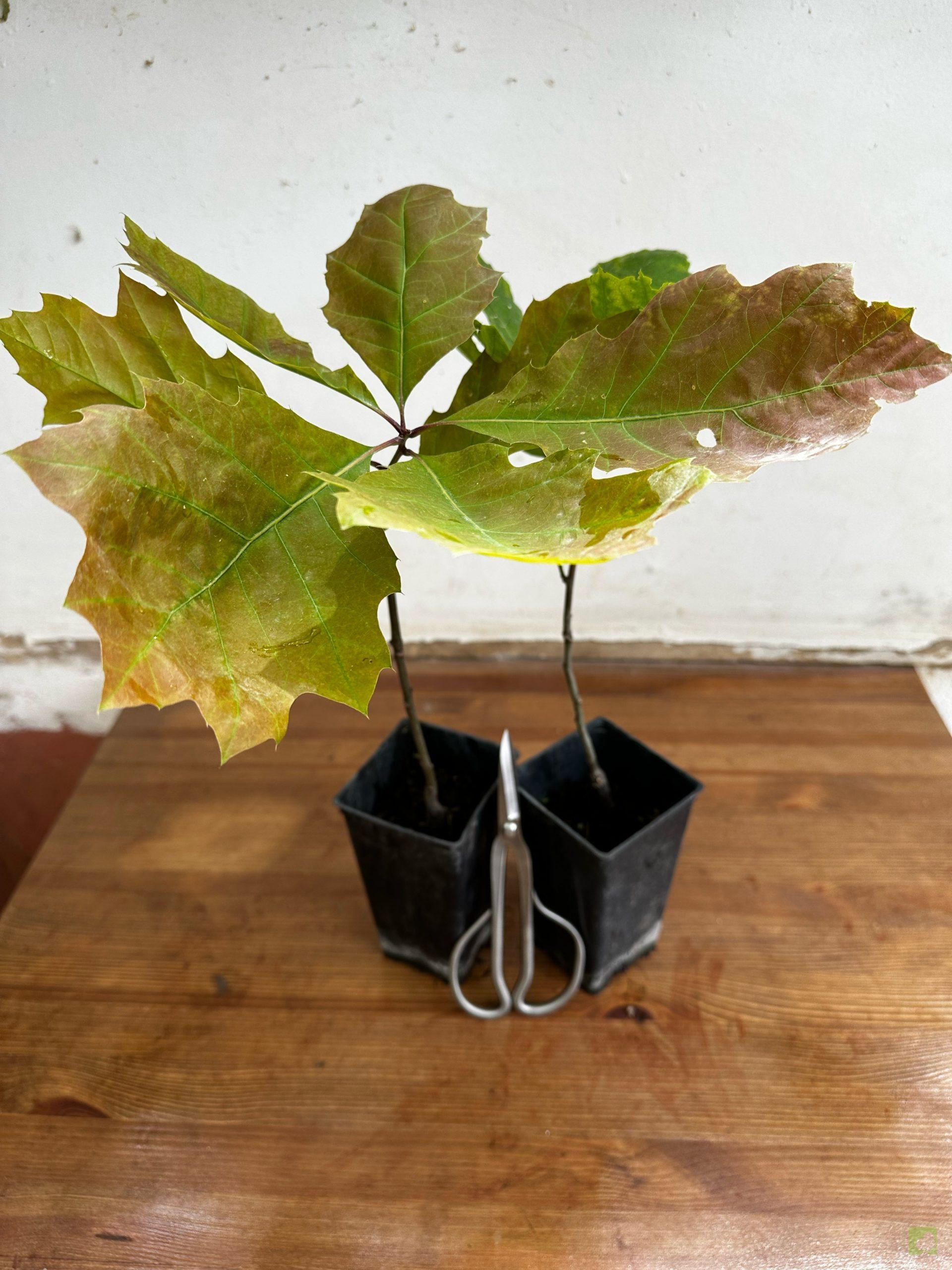 Processed with MOLDIV