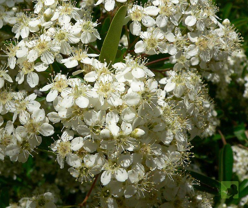 Pyracantha_ fLORES