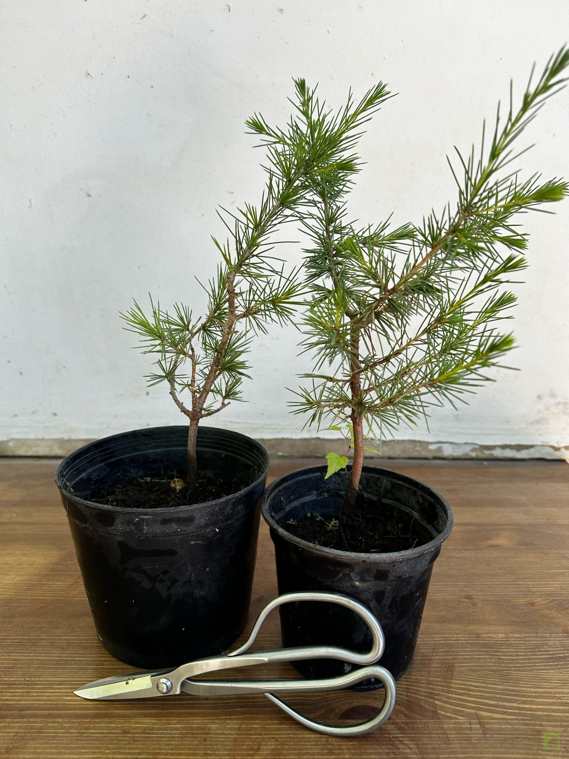 Processed with MOLDIV