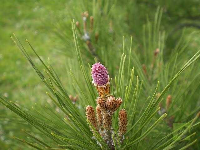 flores pino