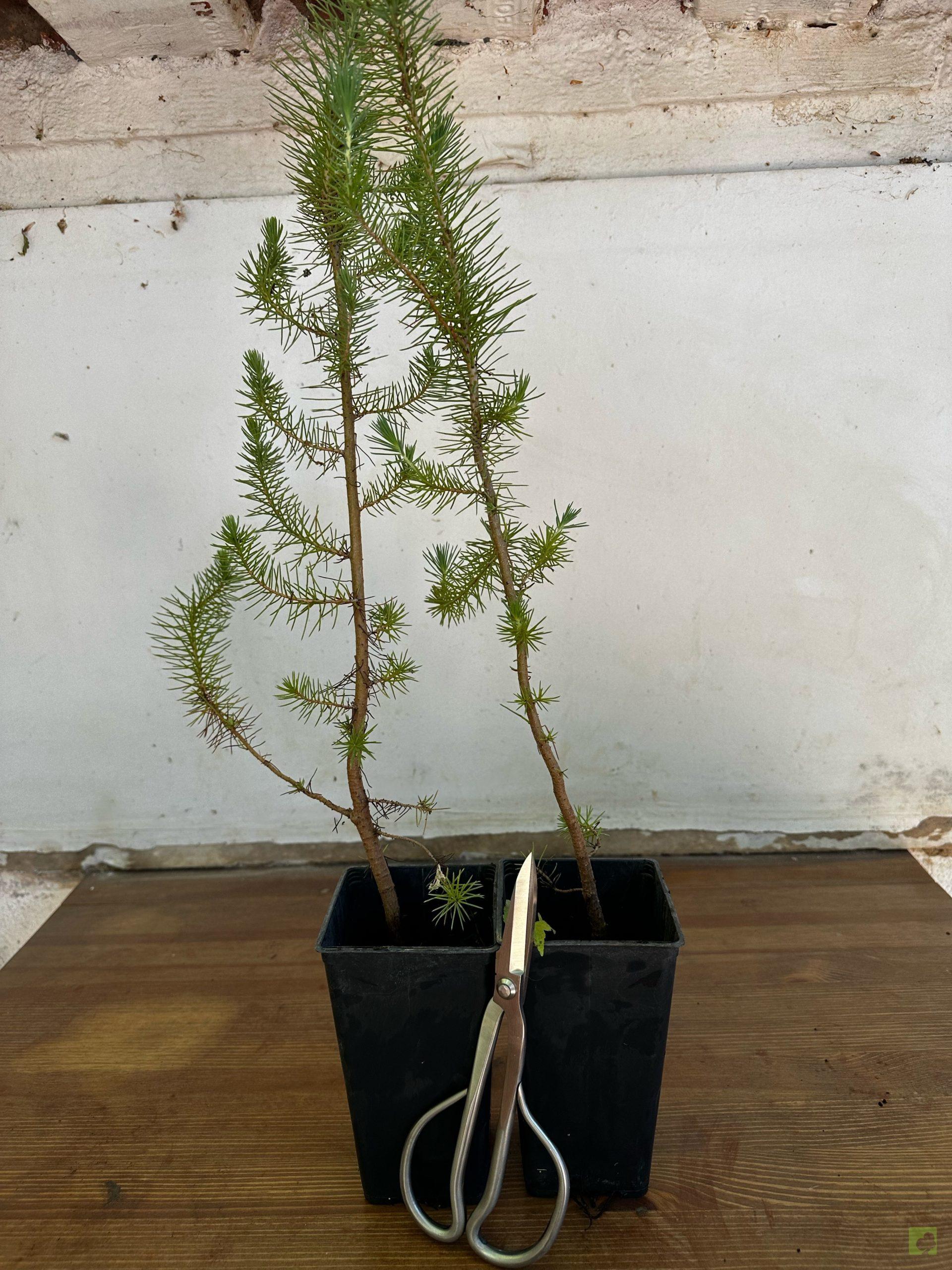 Processed with MOLDIV