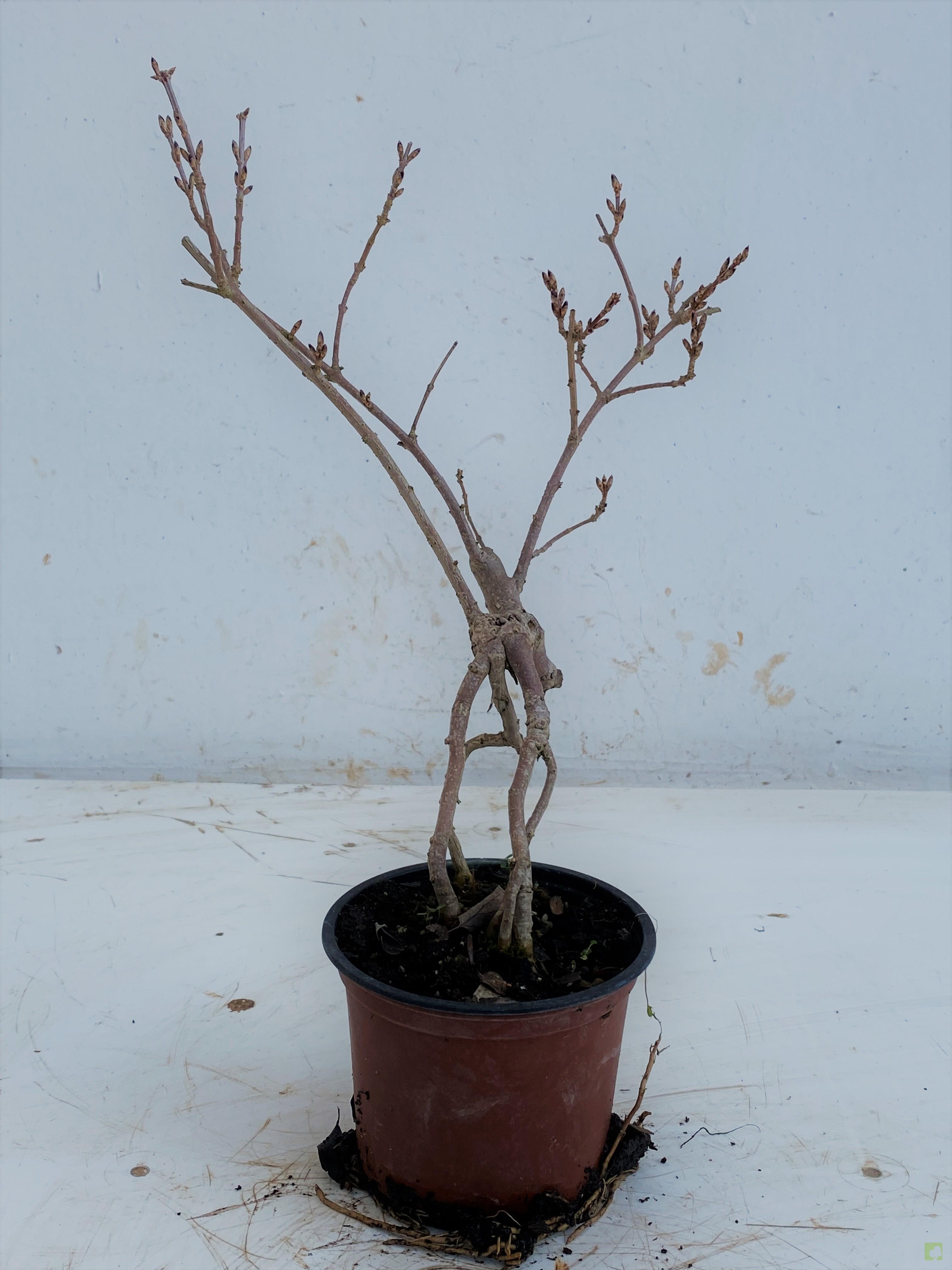 MAME FORSITIA MAME FORSITIA