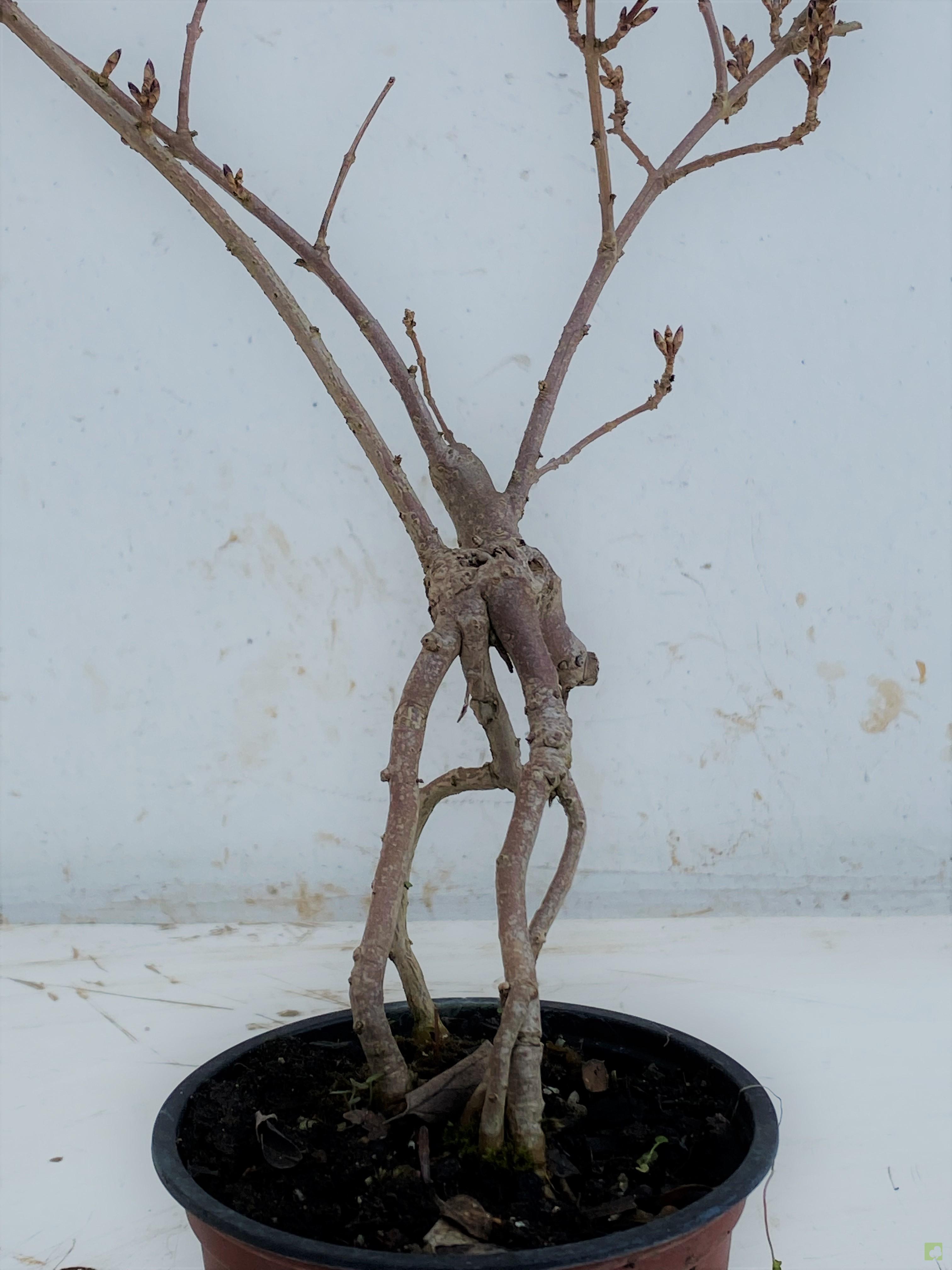 MAME FORSITIA MAME FORSITIA