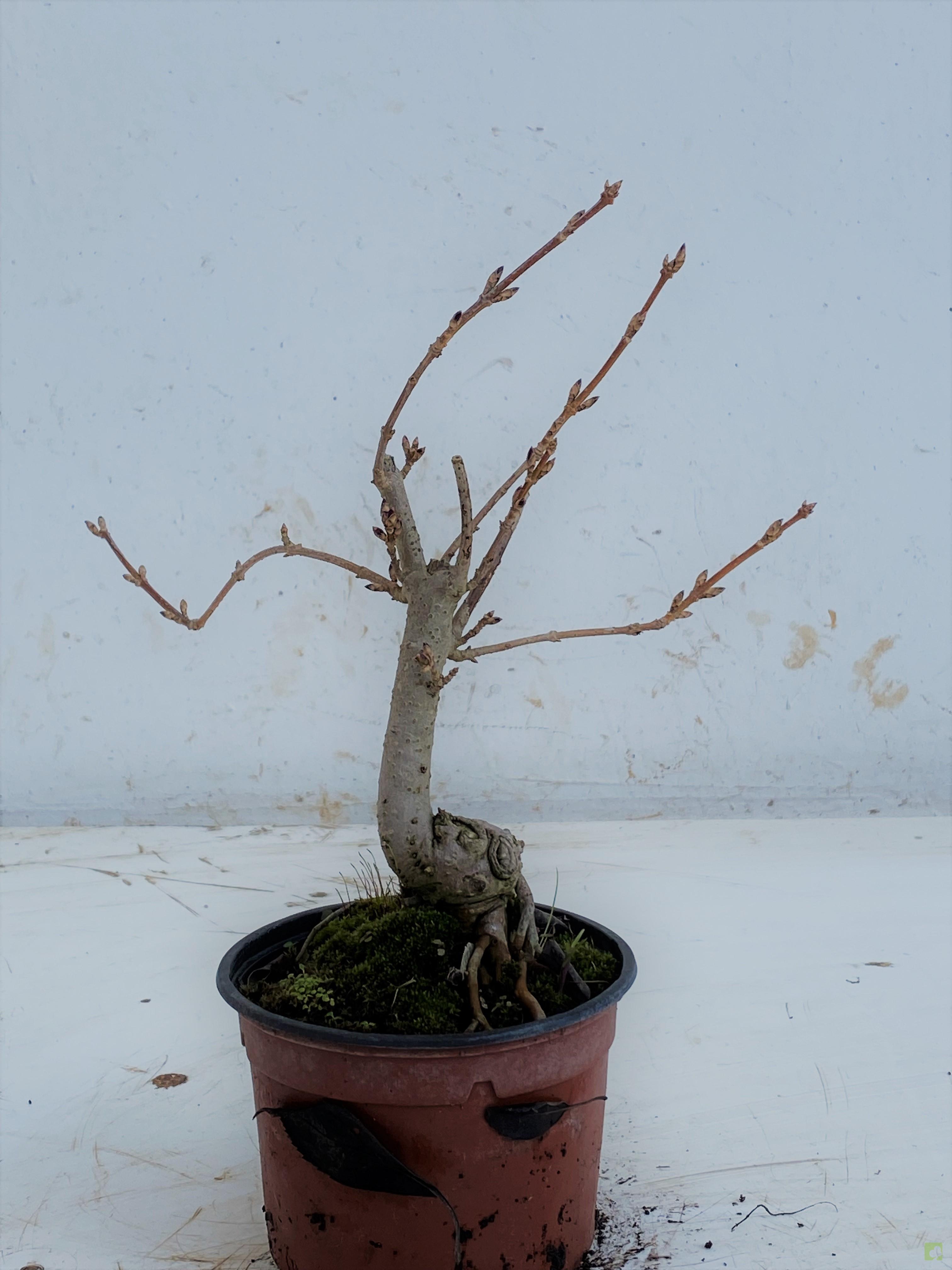 MAME FORSITIA MAME FORSITIA