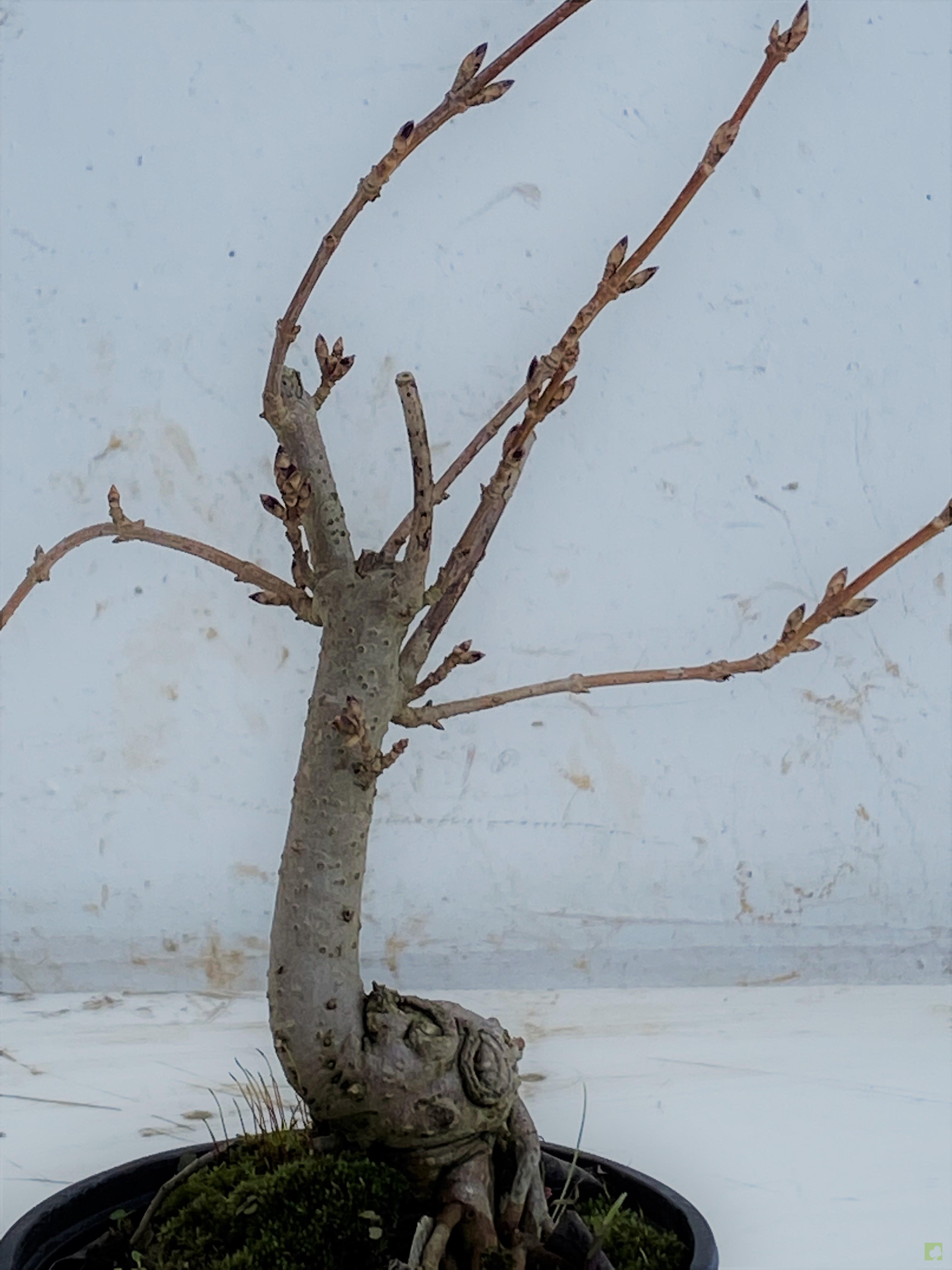 MAME FORSITIA MAME FORSITIA