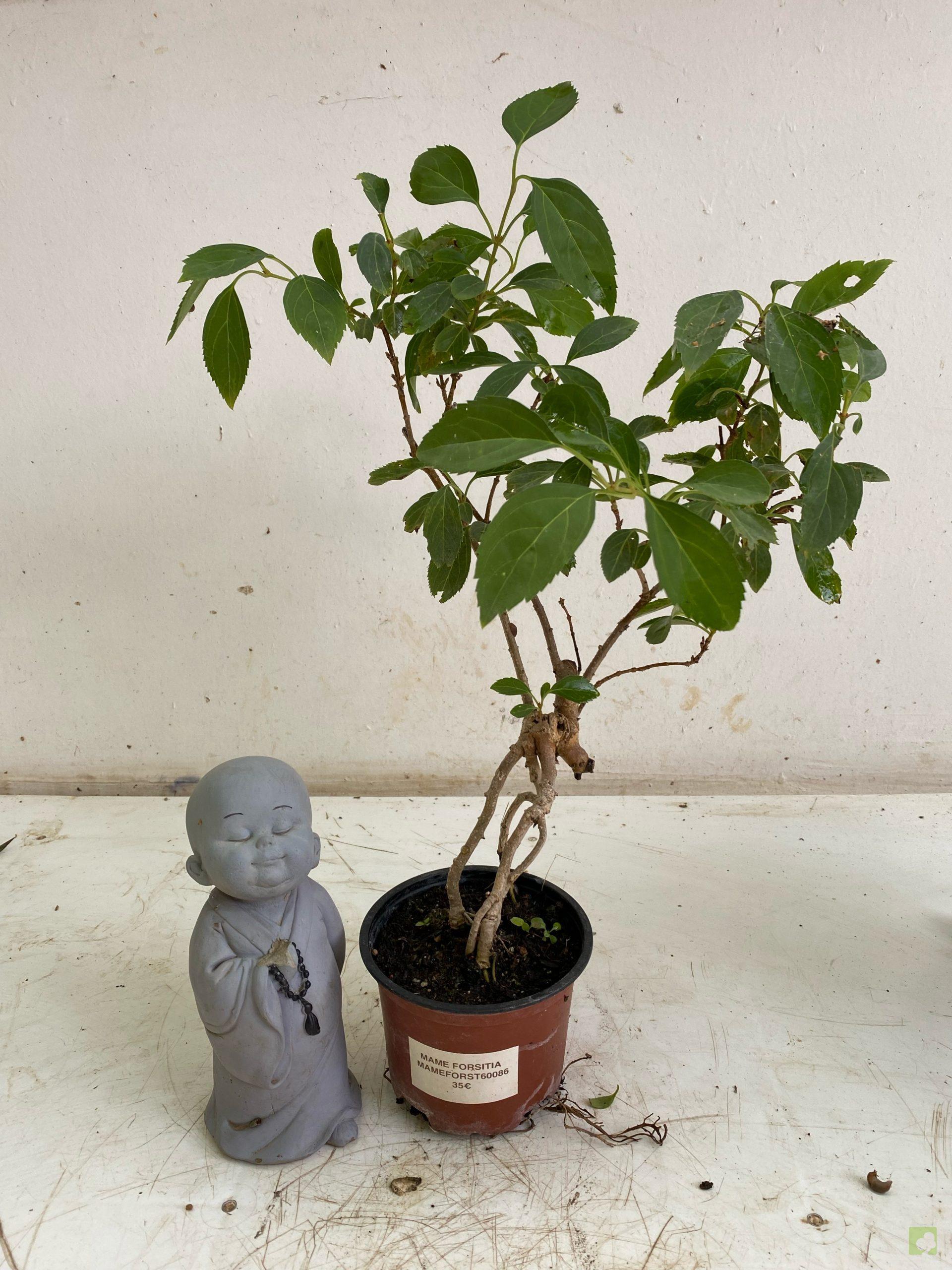 Processed with MOLDIV