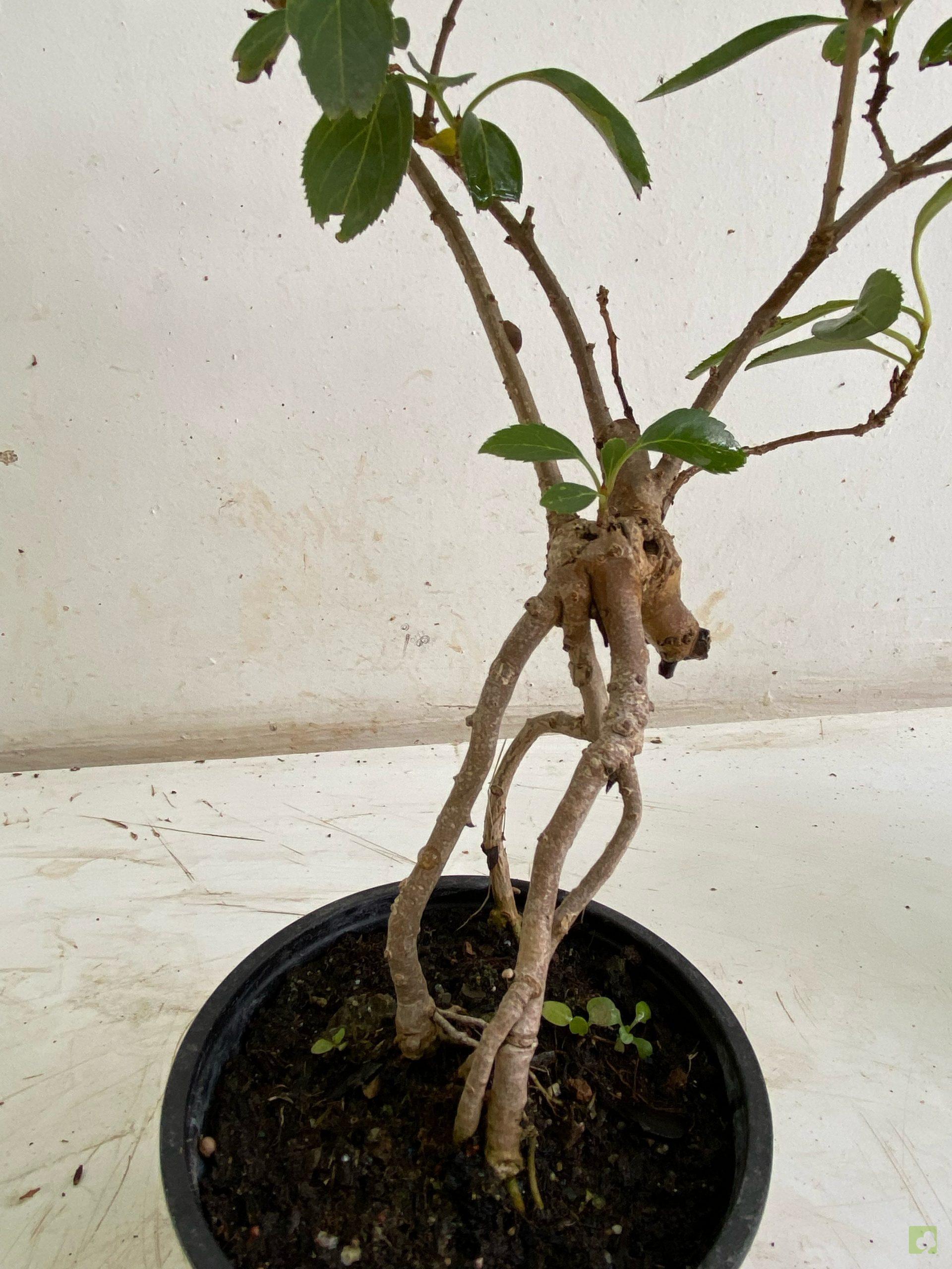 Processed with MOLDIV