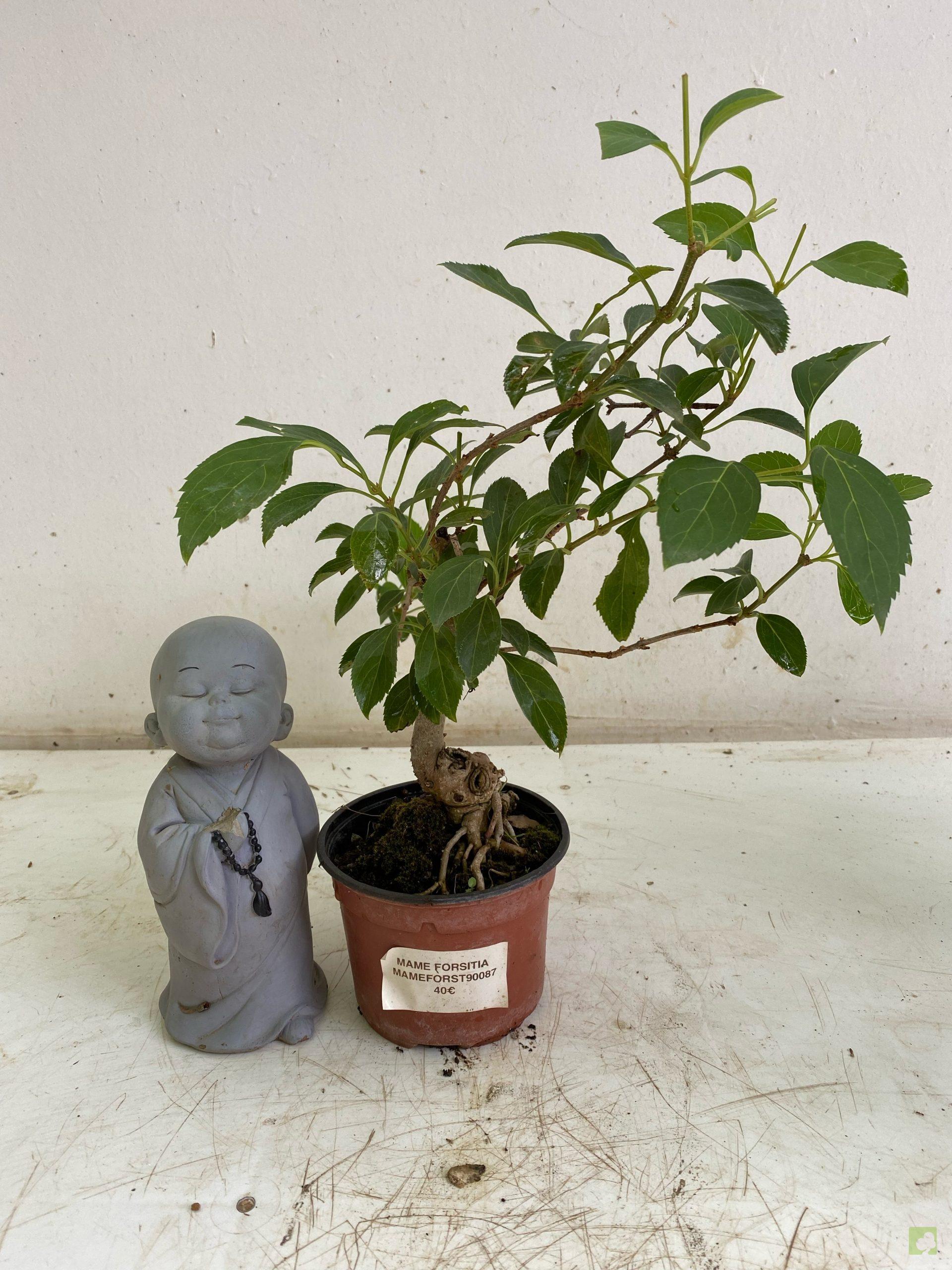 Processed with MOLDIV