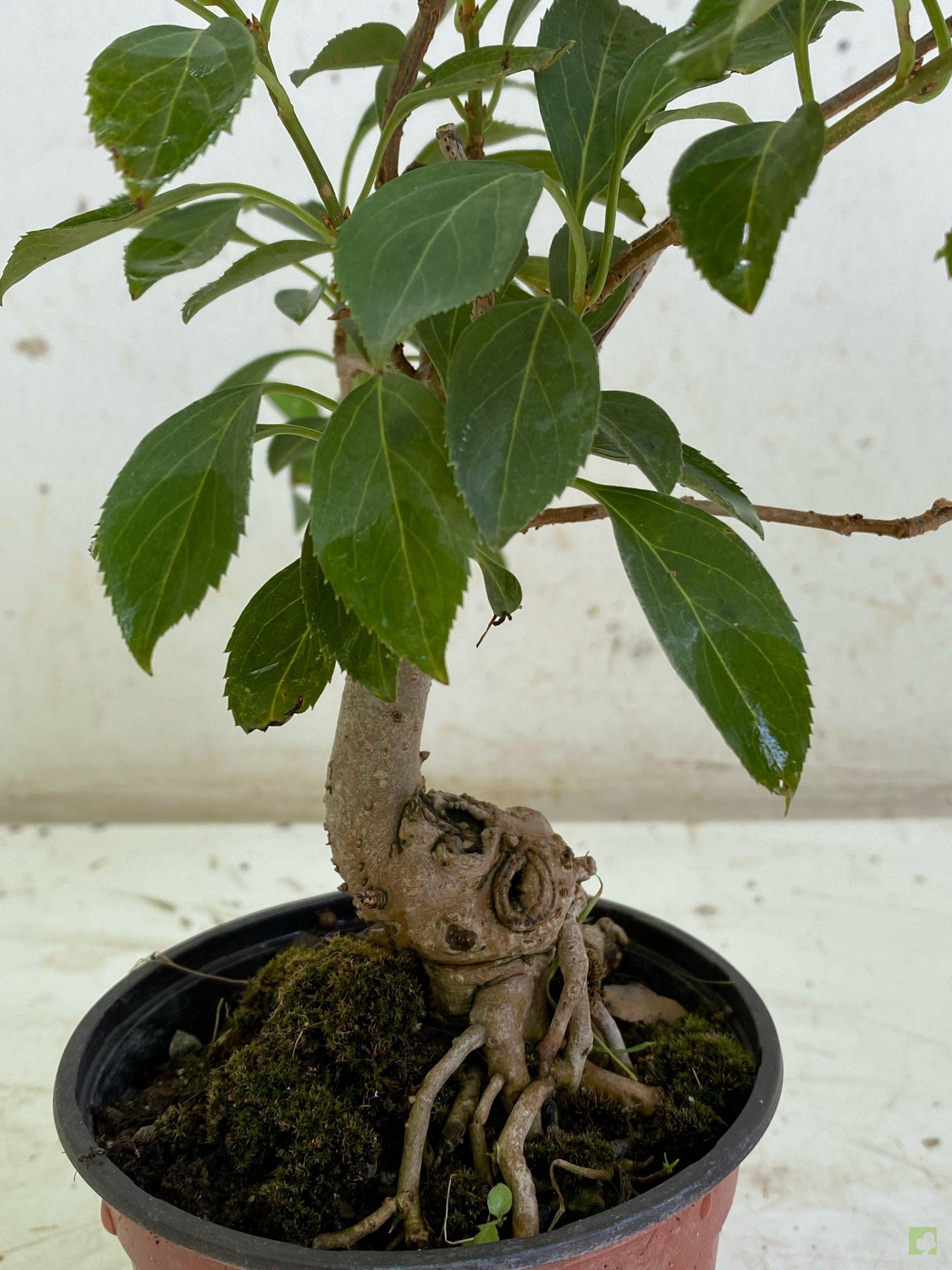 Processed with MOLDIV