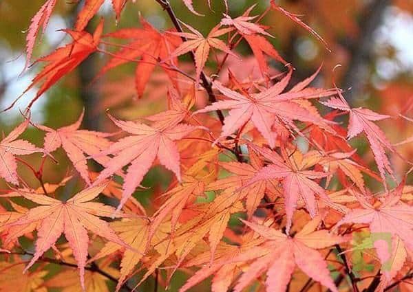 345-Semillas-de-acer-palmatun-Arakawa-15uni