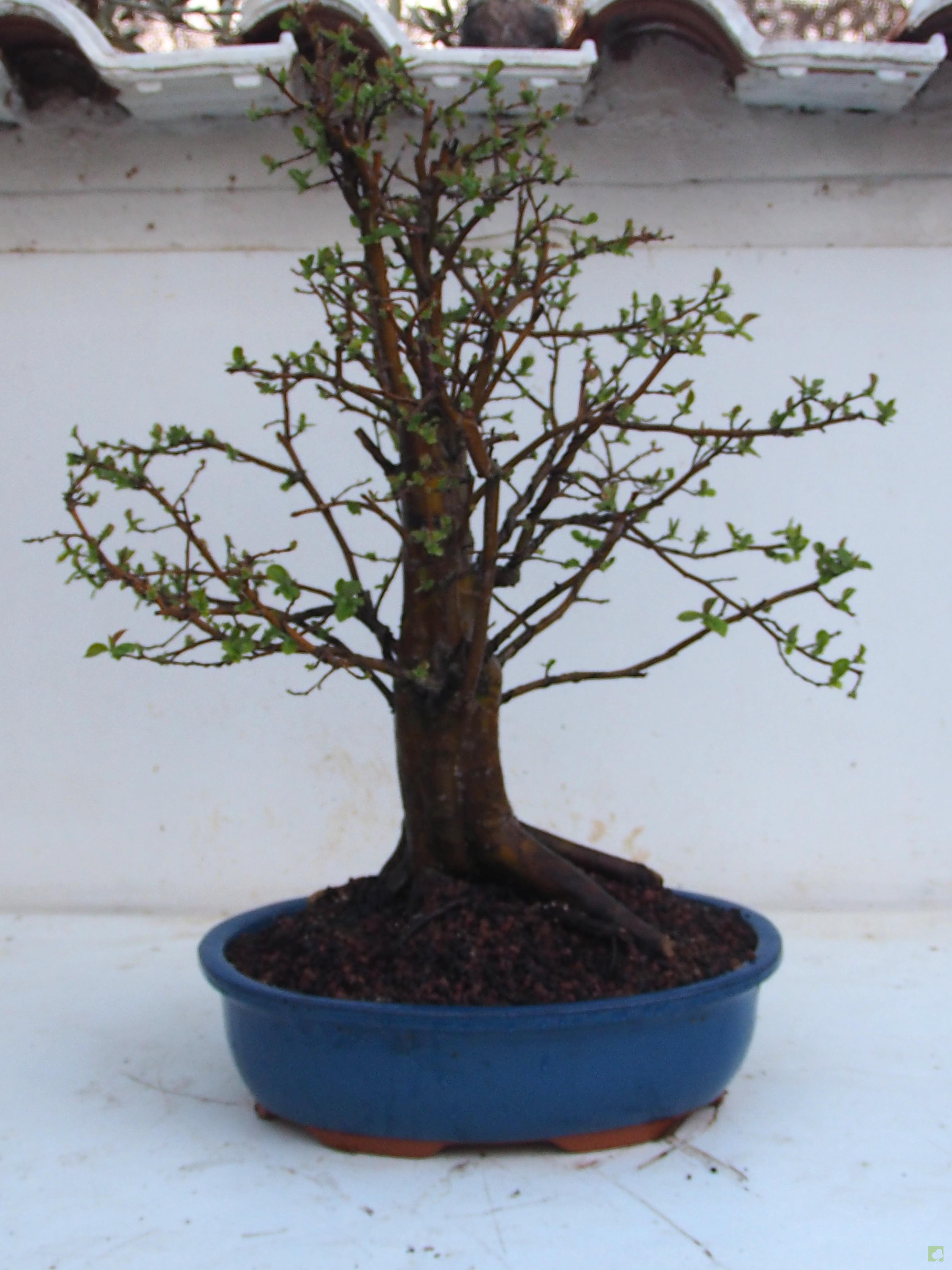 BONSAI PSEUDOCYDONIA SINESIS BONSAI PSEUDOCYDONIA SINESIS
