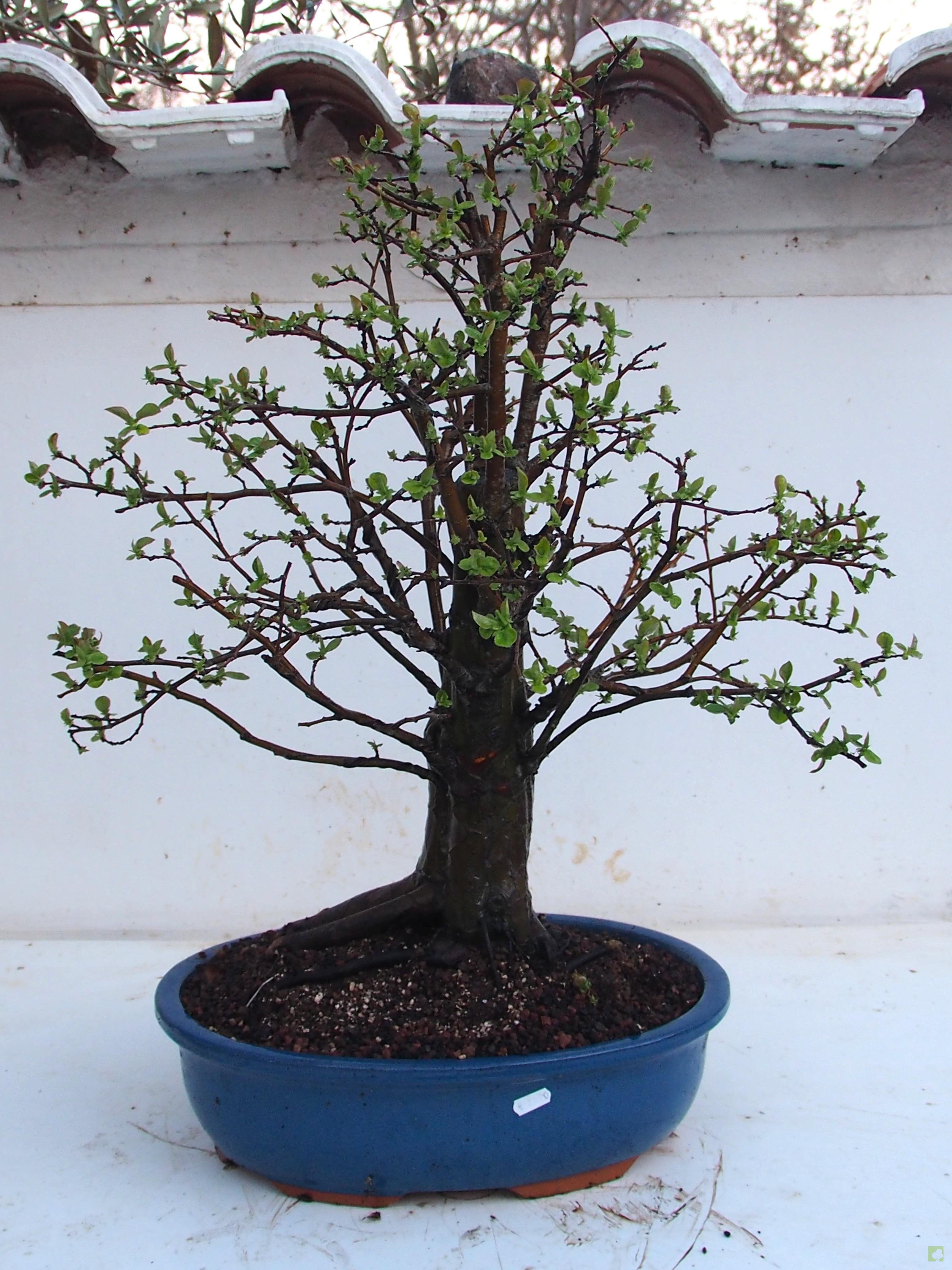 BONSAI PSEUDOCYDONIA SINESIS BONSAI PSEUDOCYDONIA SINESIS