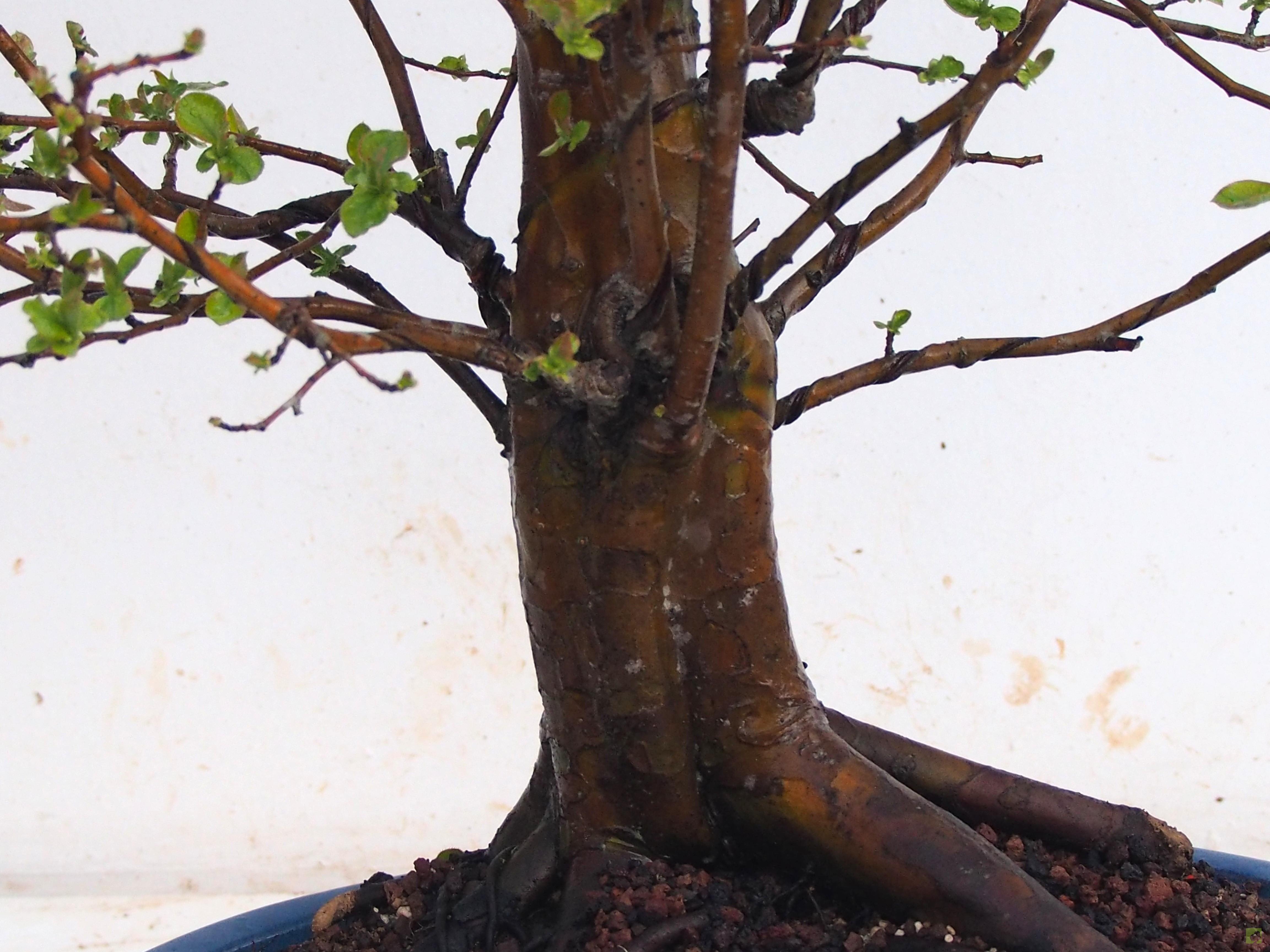 BONSAI PSEUDOCYDONIA SINESIS BONSAI PSEUDOCYDONIA SINESIS